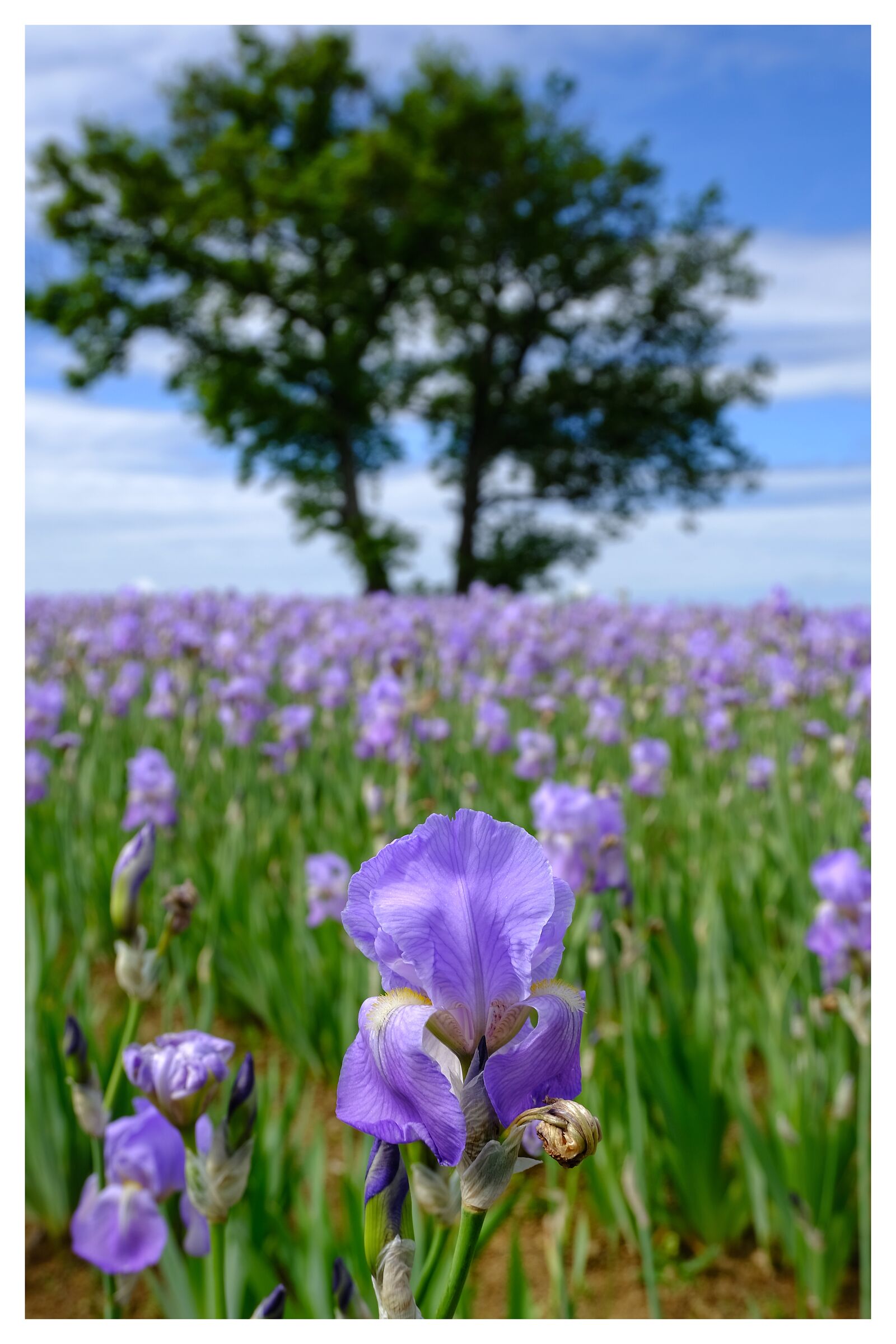 The time of the irises