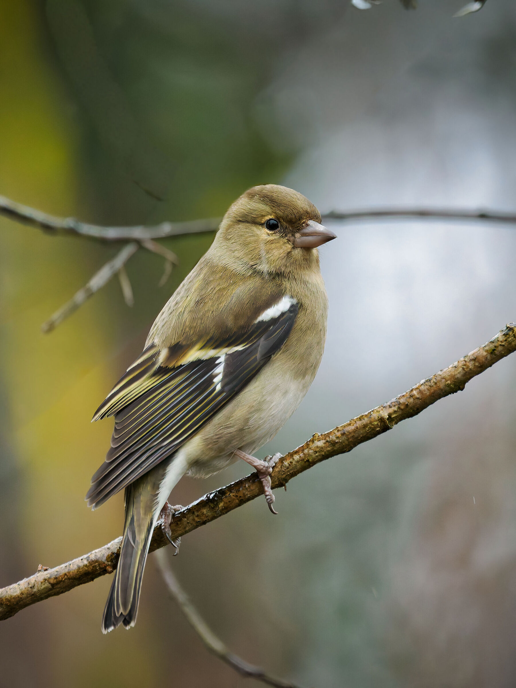 Chaffinch