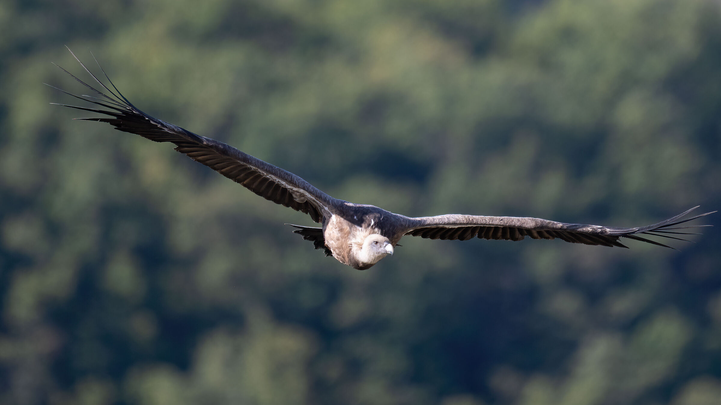 Griffin - Barronies Provencal