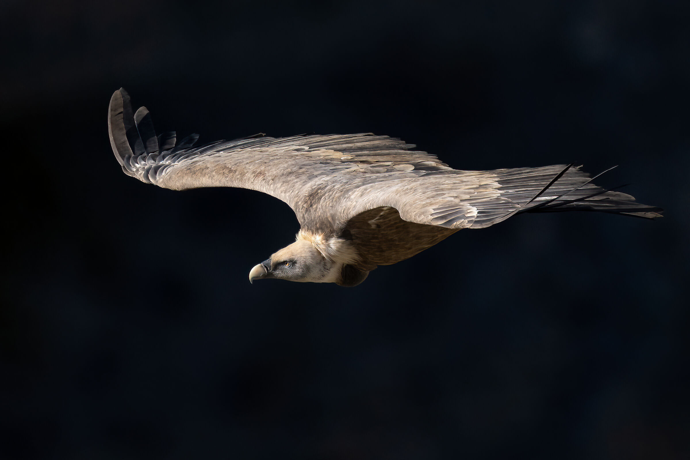 Griffin - Barronies Provencal