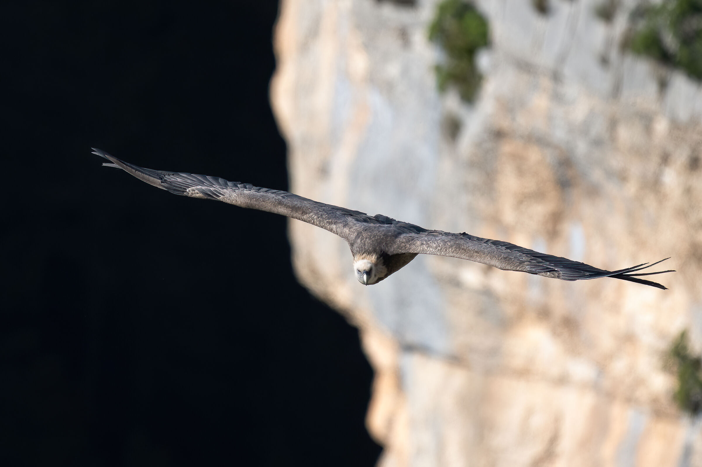 Griffin - Barronies Provencal