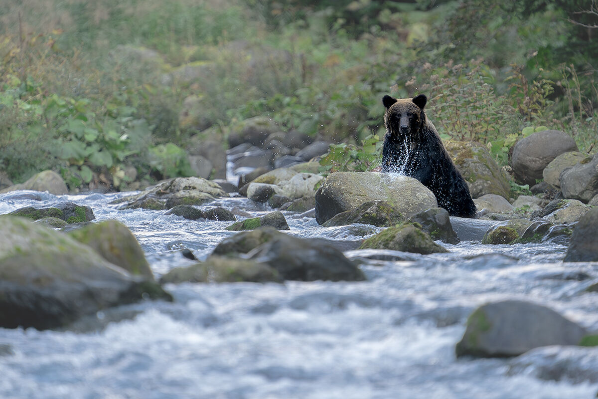 Hokkaido Grizzly Bear
