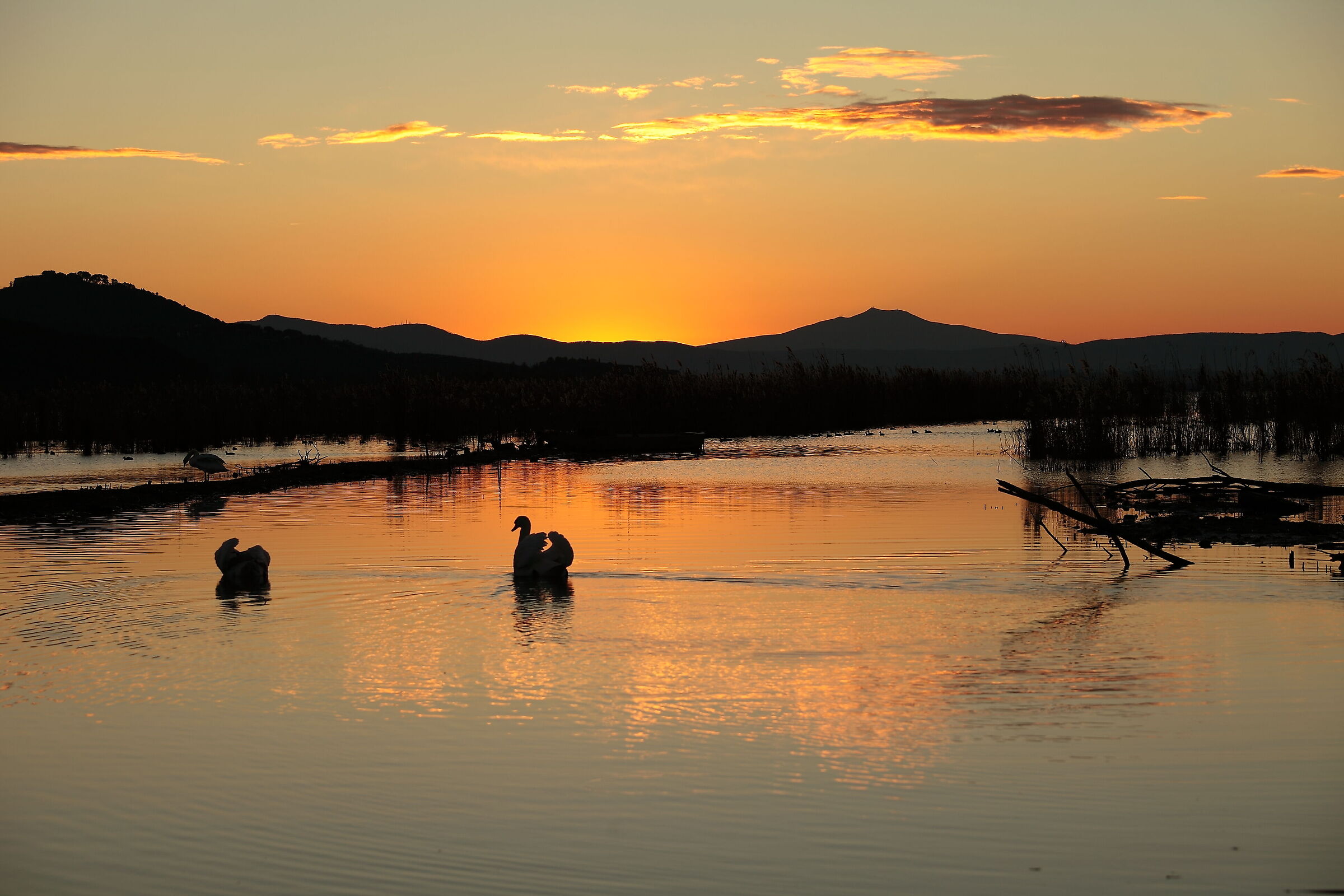 The elegance of the swan at sunset