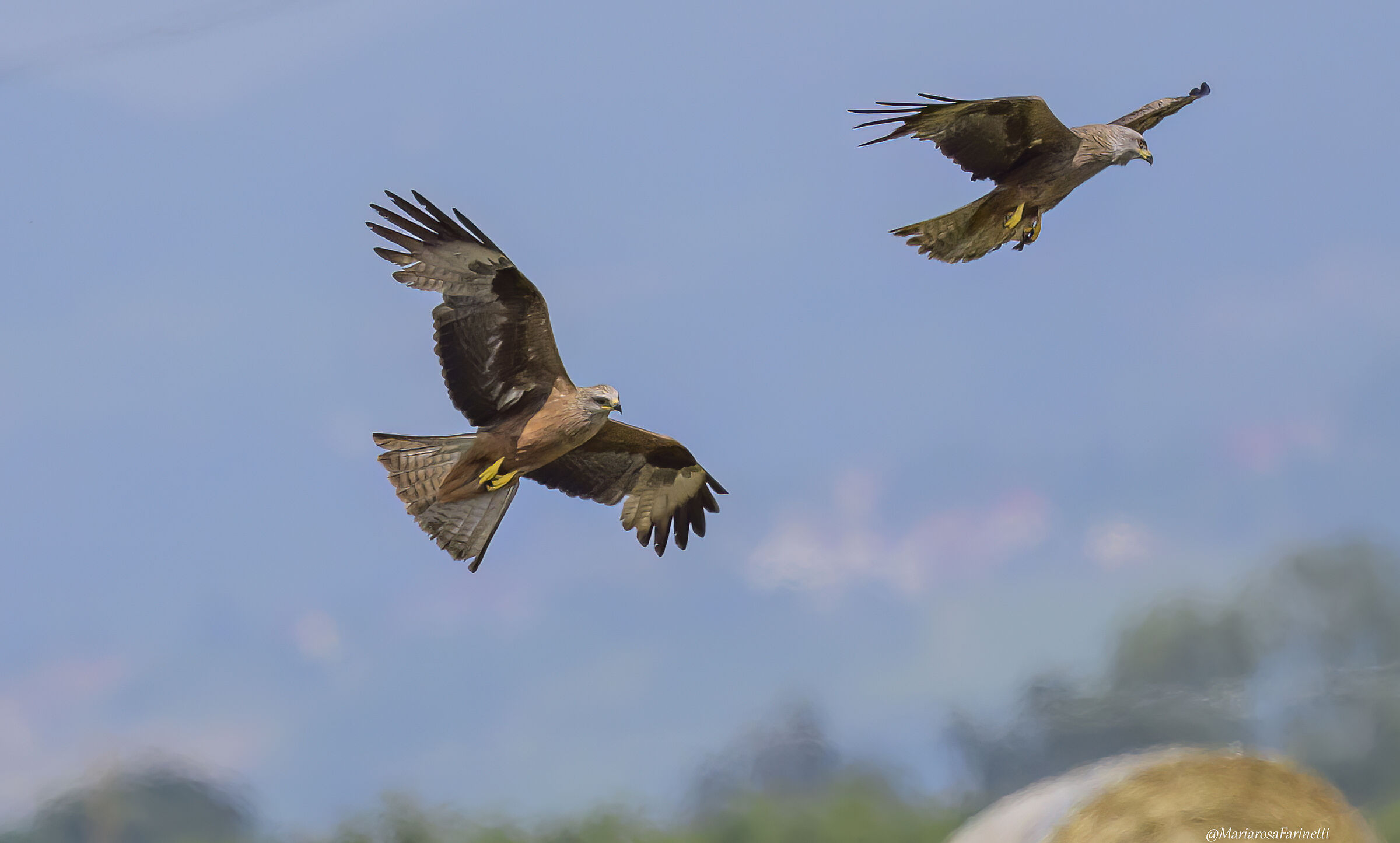 Nibbi bruni a caccia