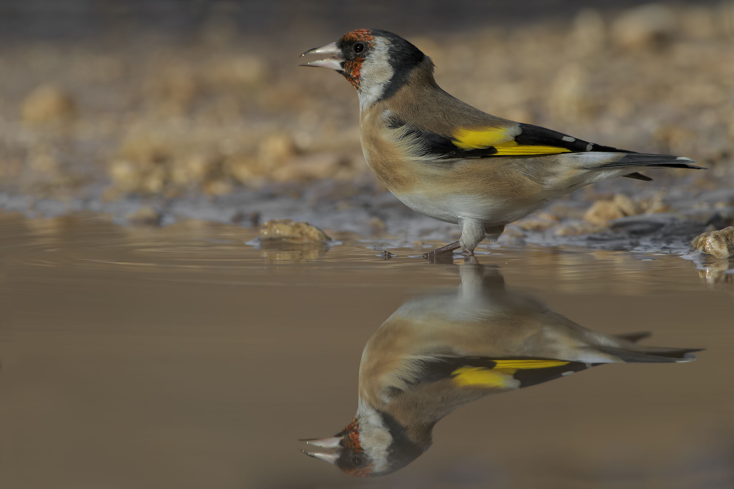 Goldfinch with watering