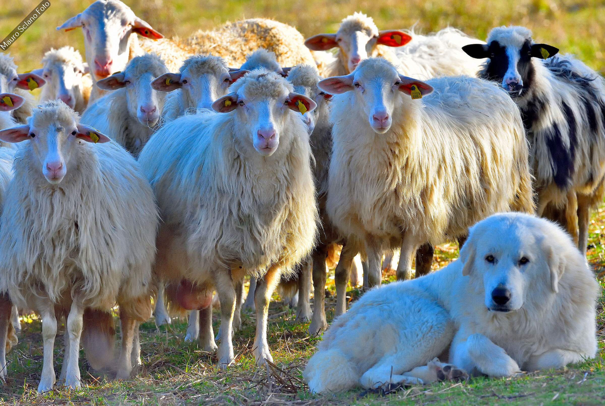 The Maremma shepherd