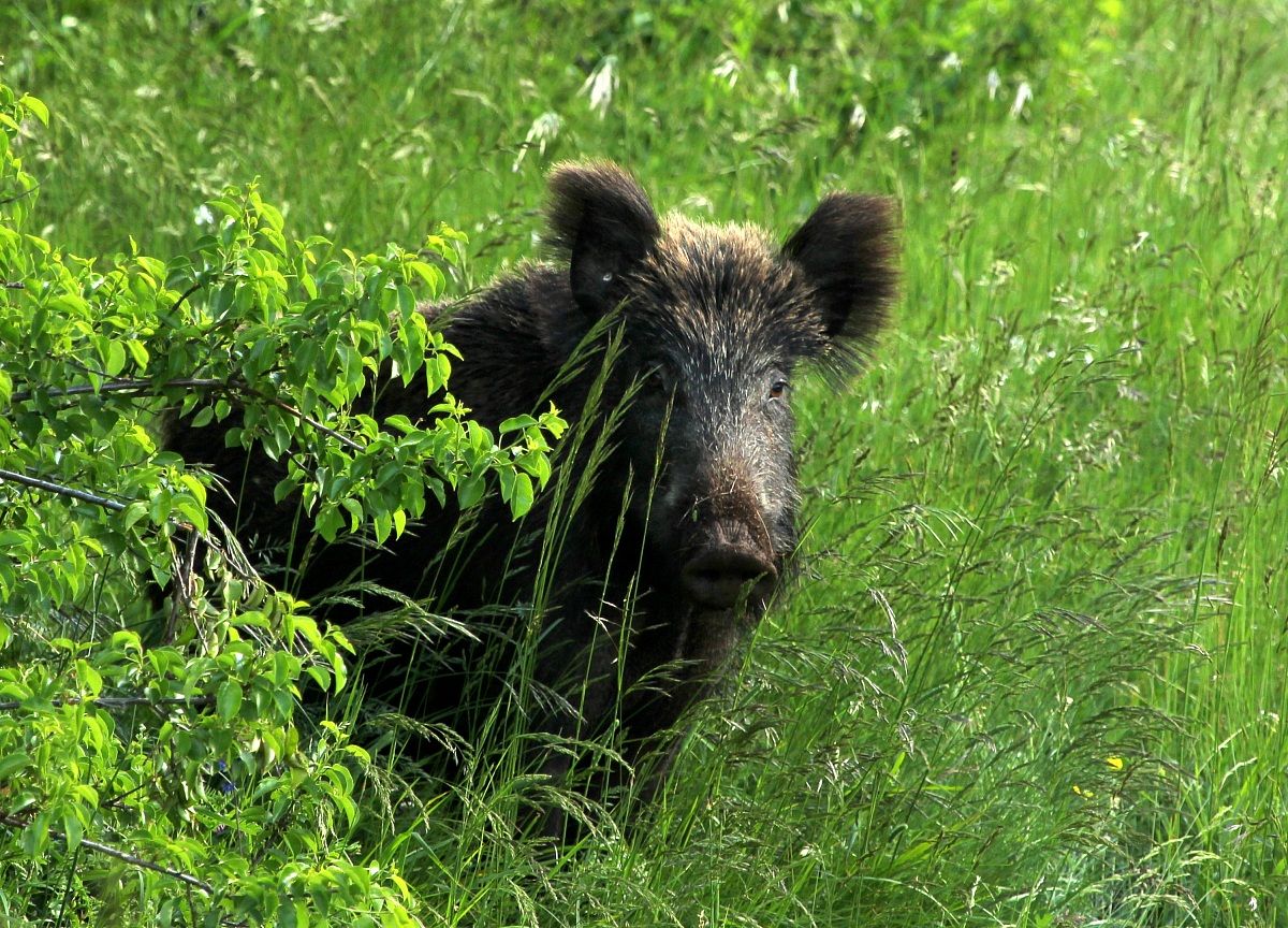 incontro ravvicinato