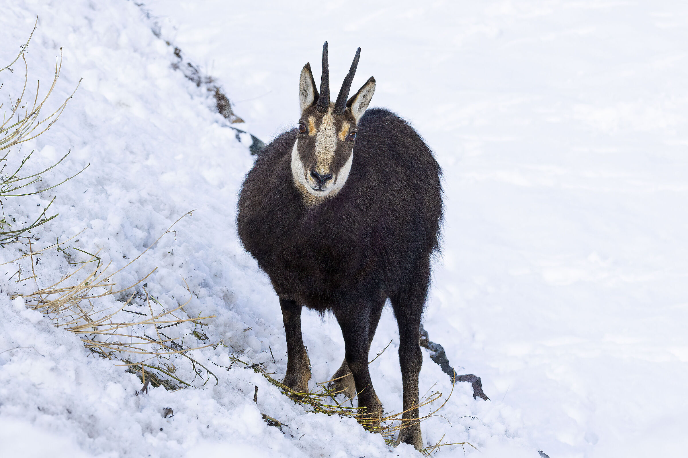a tu per tu con il camoscio