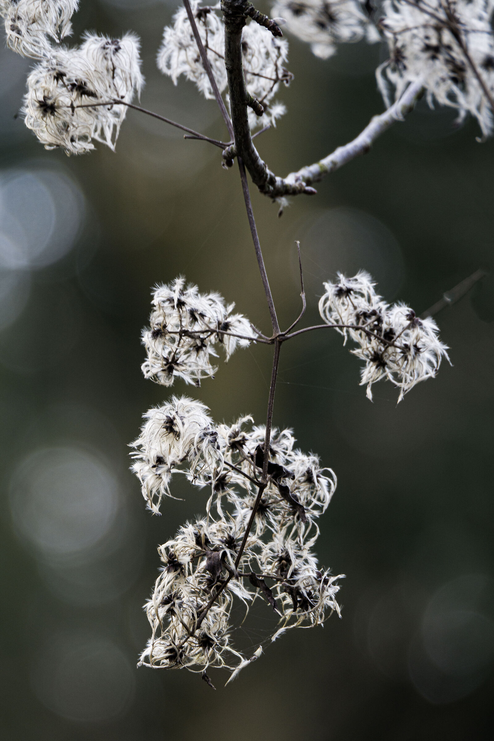 Clematis vitalba 2025