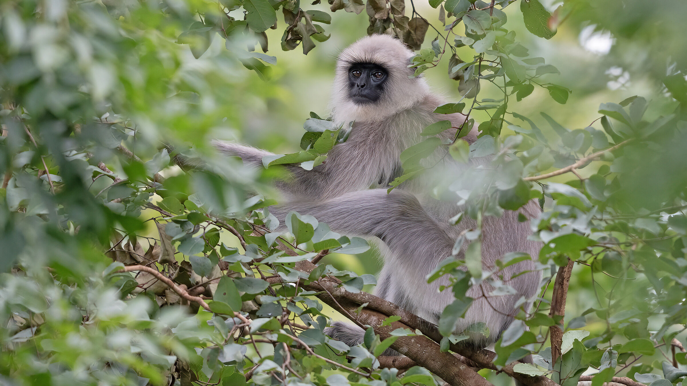 Black-footed grey langur (Semnopithecus hypoleucos)