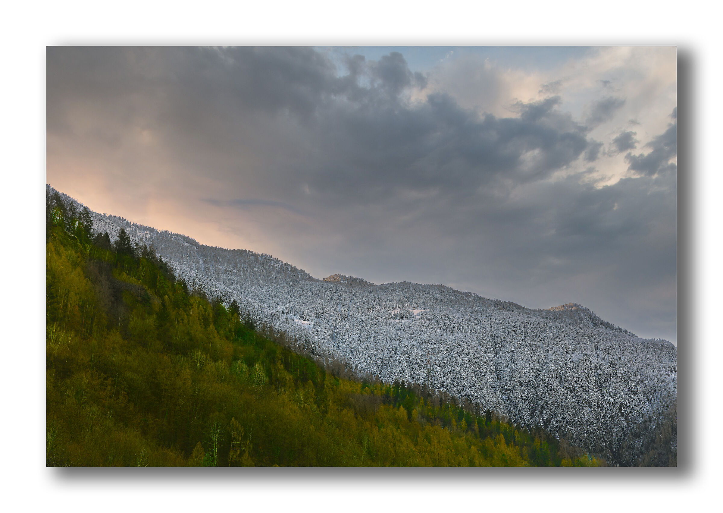 The days of the blackbird