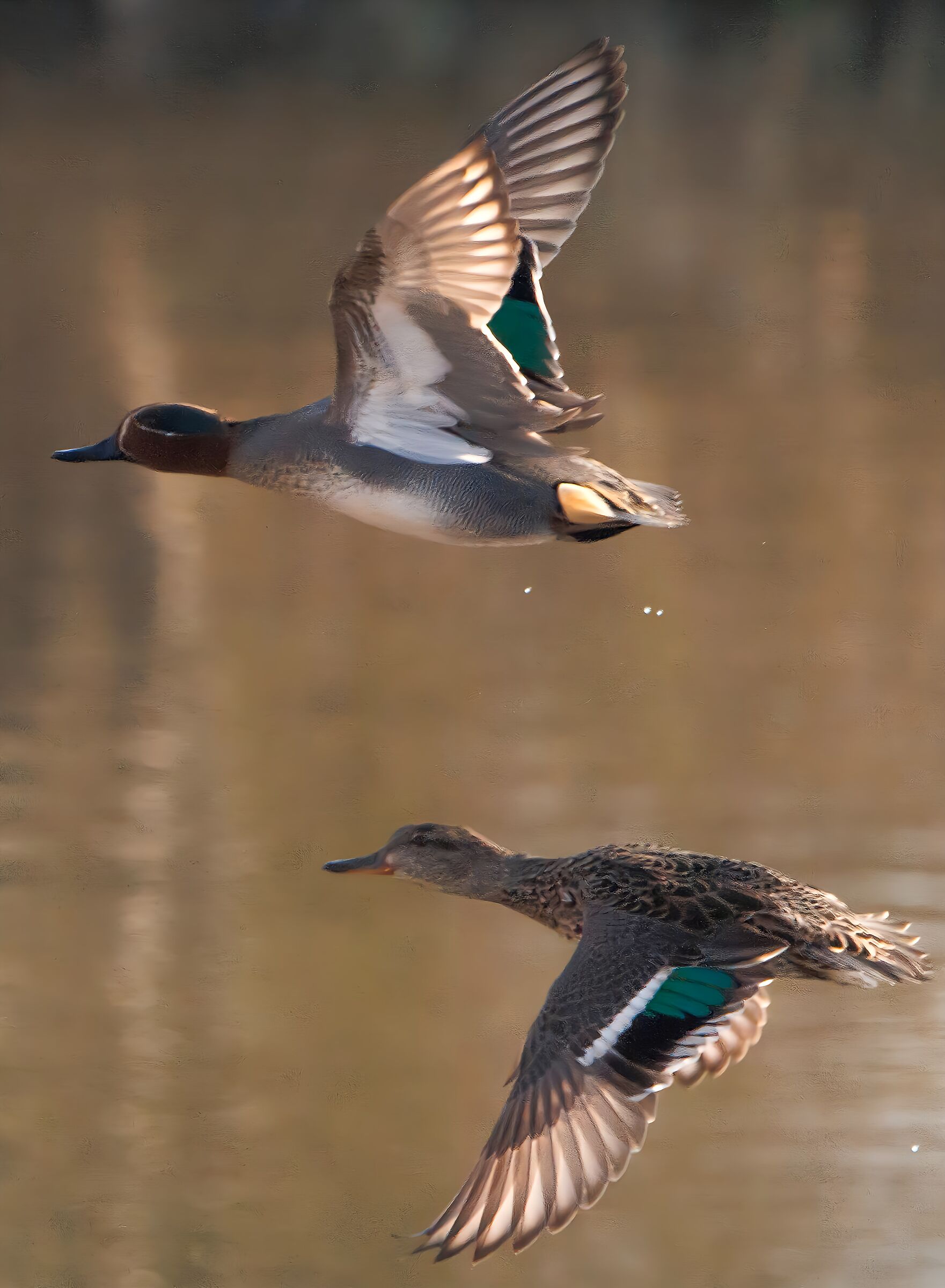 Coppia Alzavole in volo Oasi Lipu Cesano M. MB 29/01/25