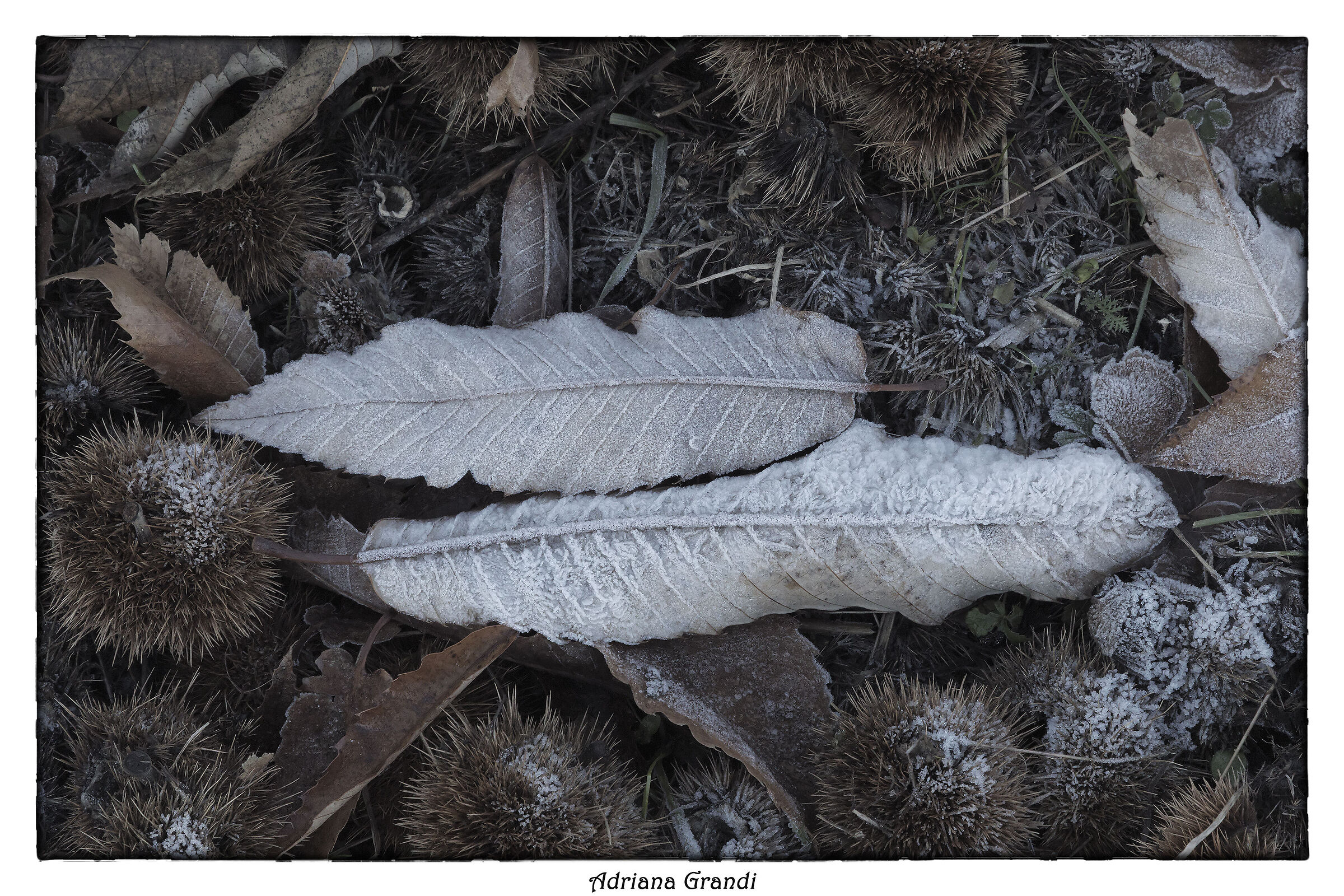 Winter