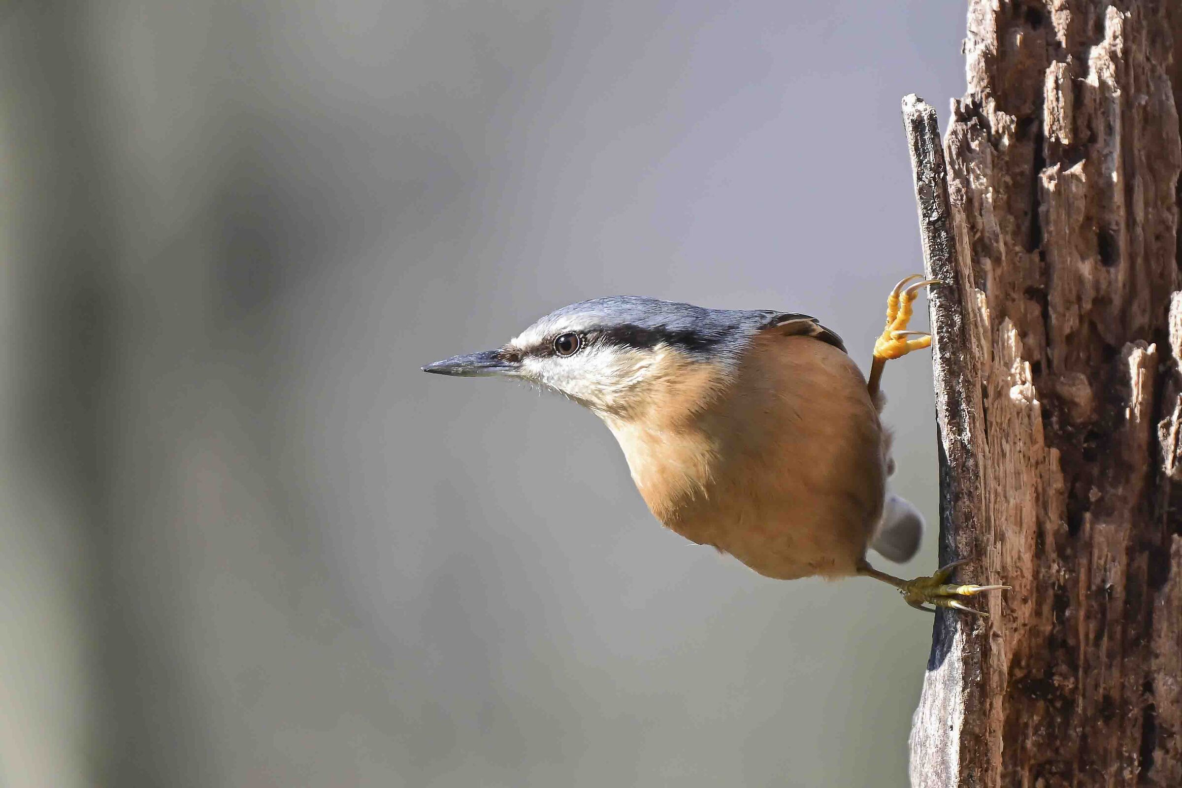O troppo lontano o troppo vicino Picchio muratore !!