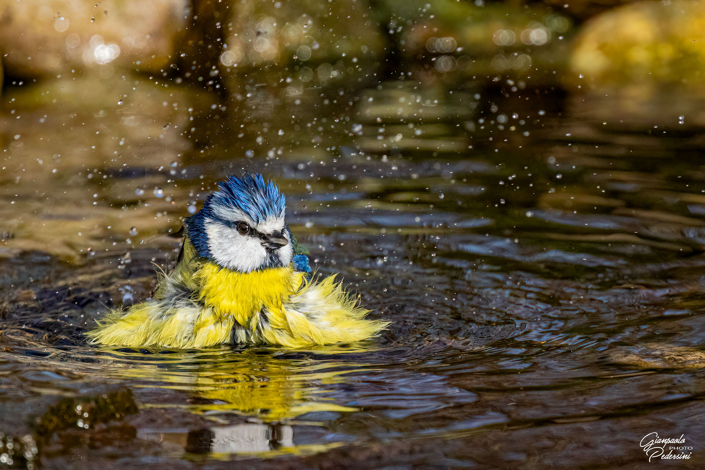Ho fatto splash