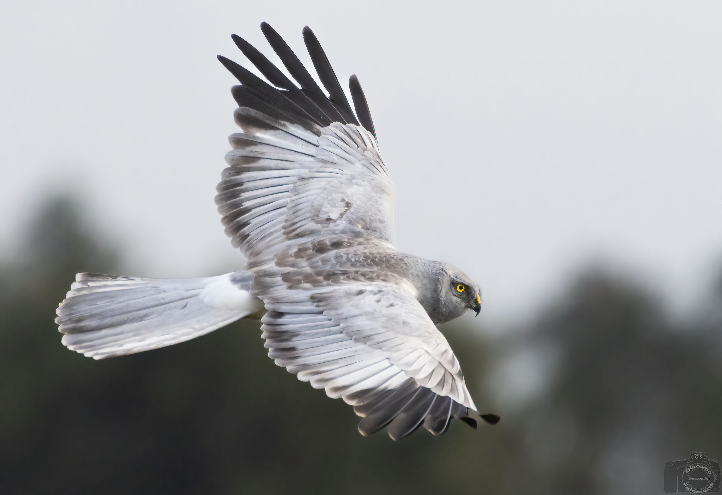 Male hen harrier in flight.