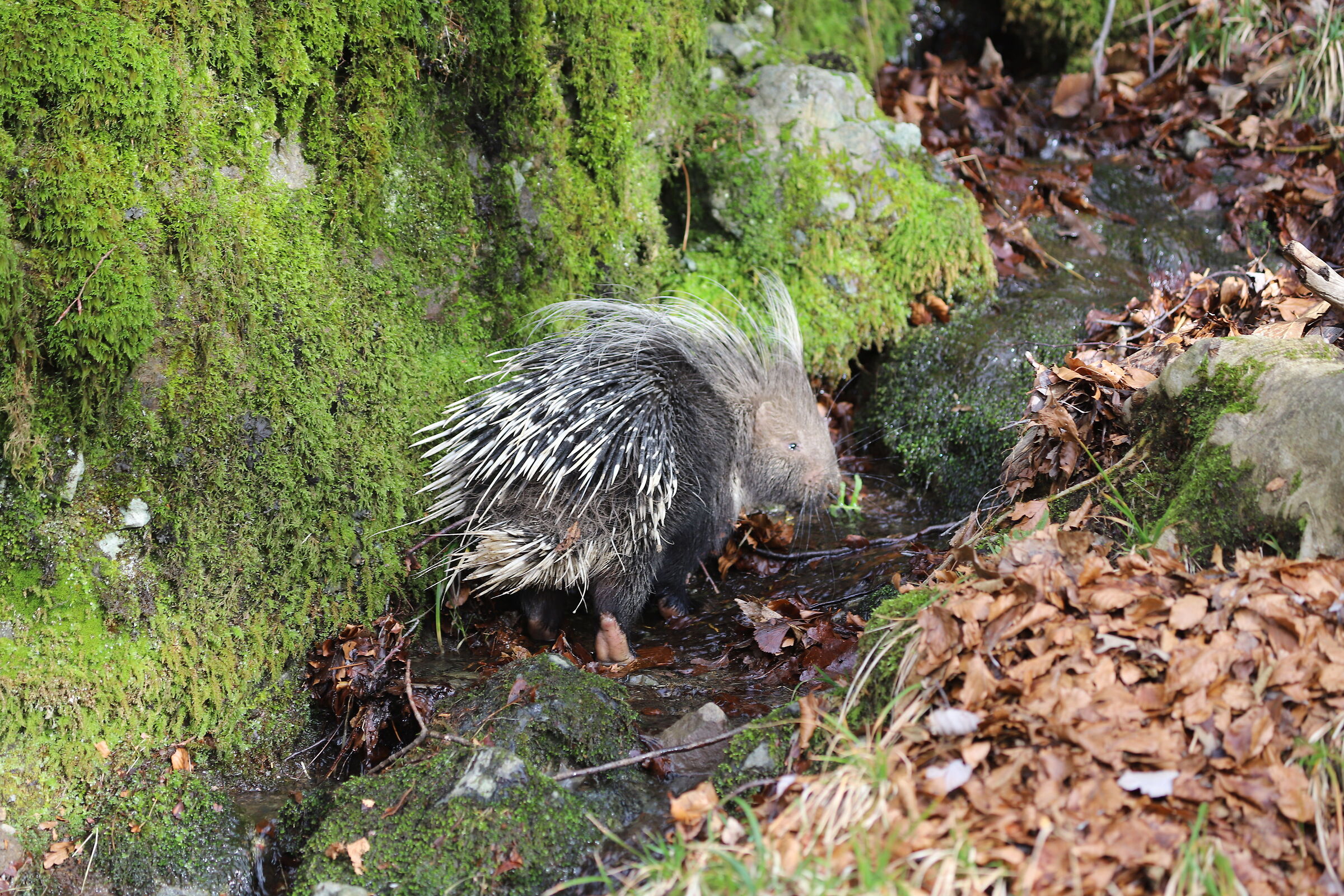 I wash my paws a little