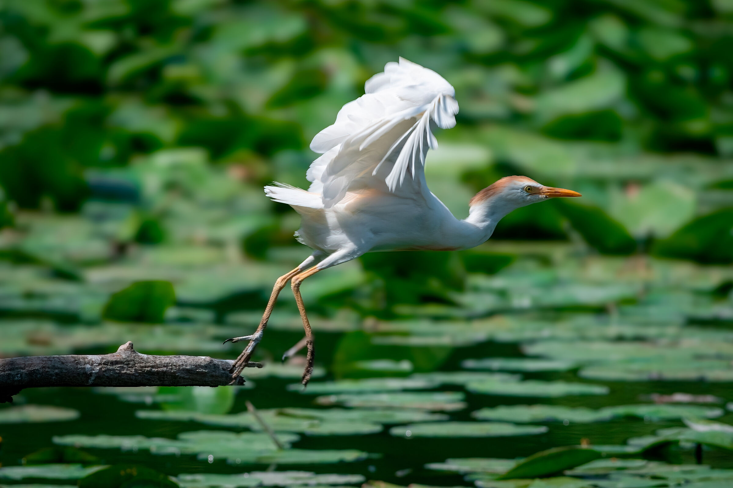 Cattle egret taking off