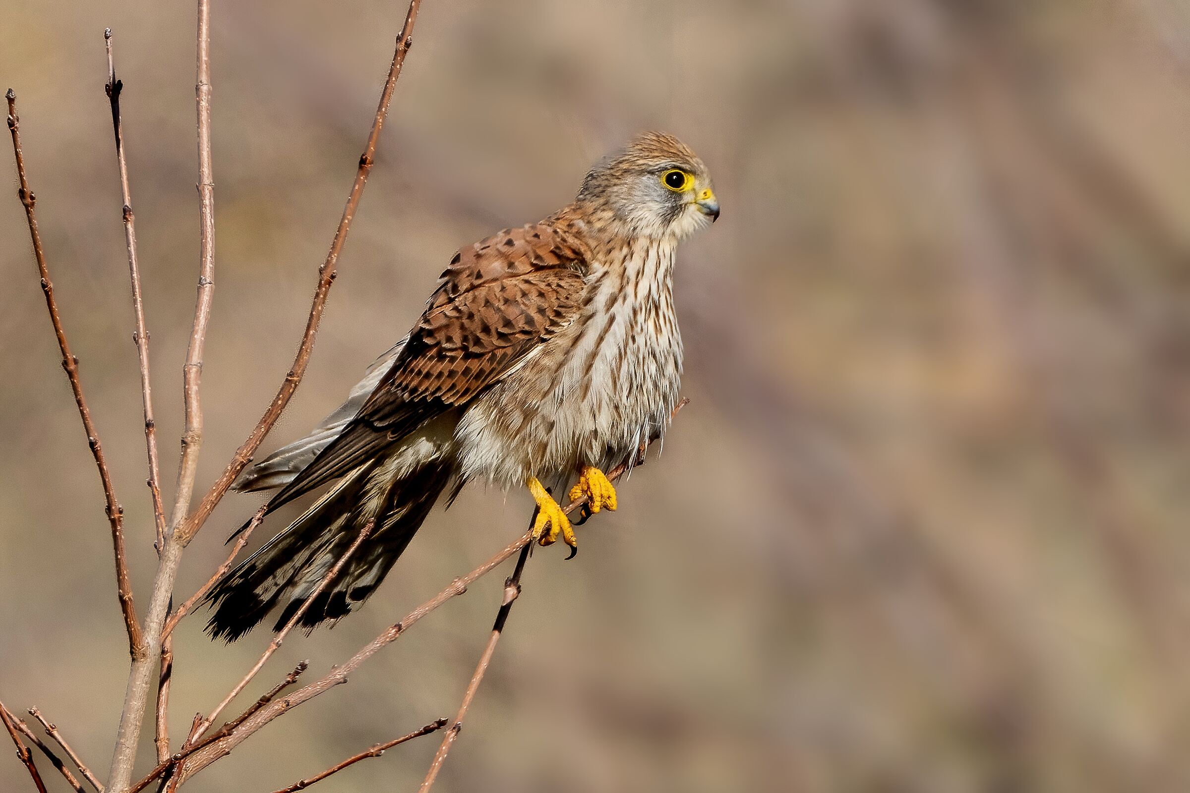 Gheppio (Falco tinnunculus)