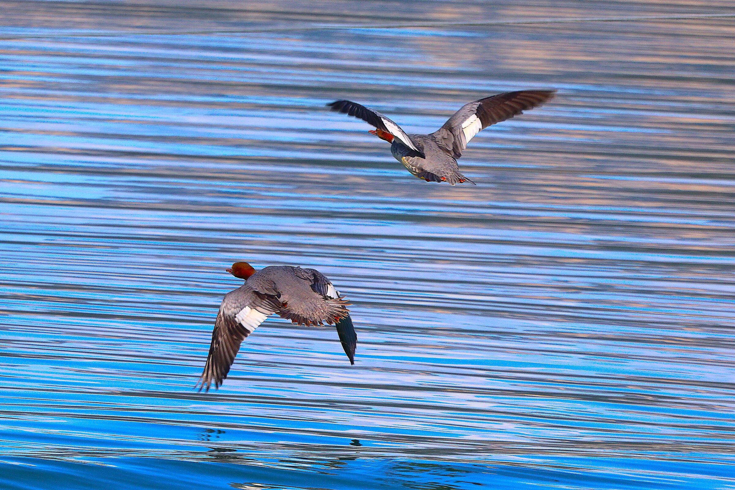 Smerghi M 11 ottobre 2024 - 0169