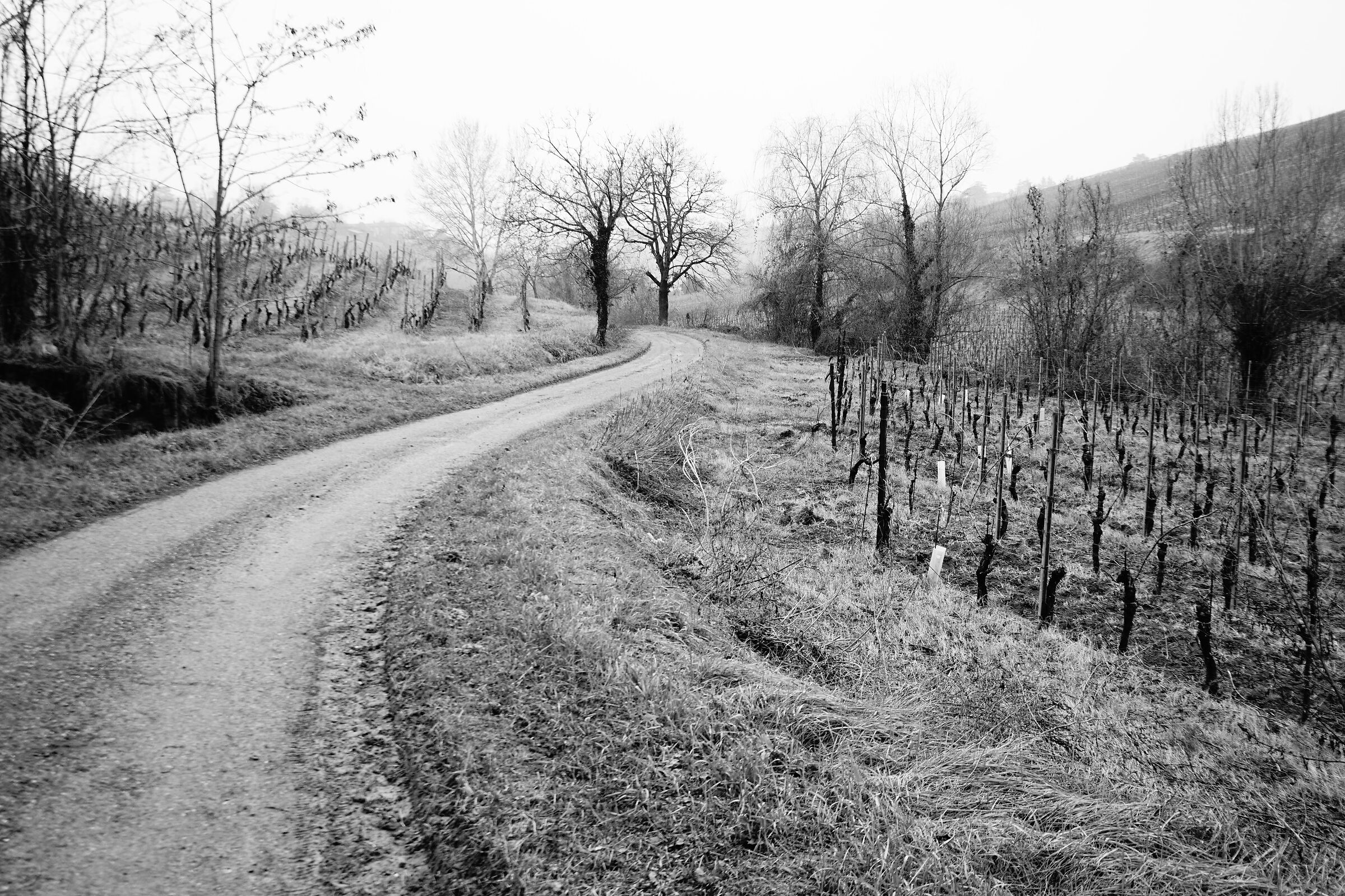 La strada tra le vigne