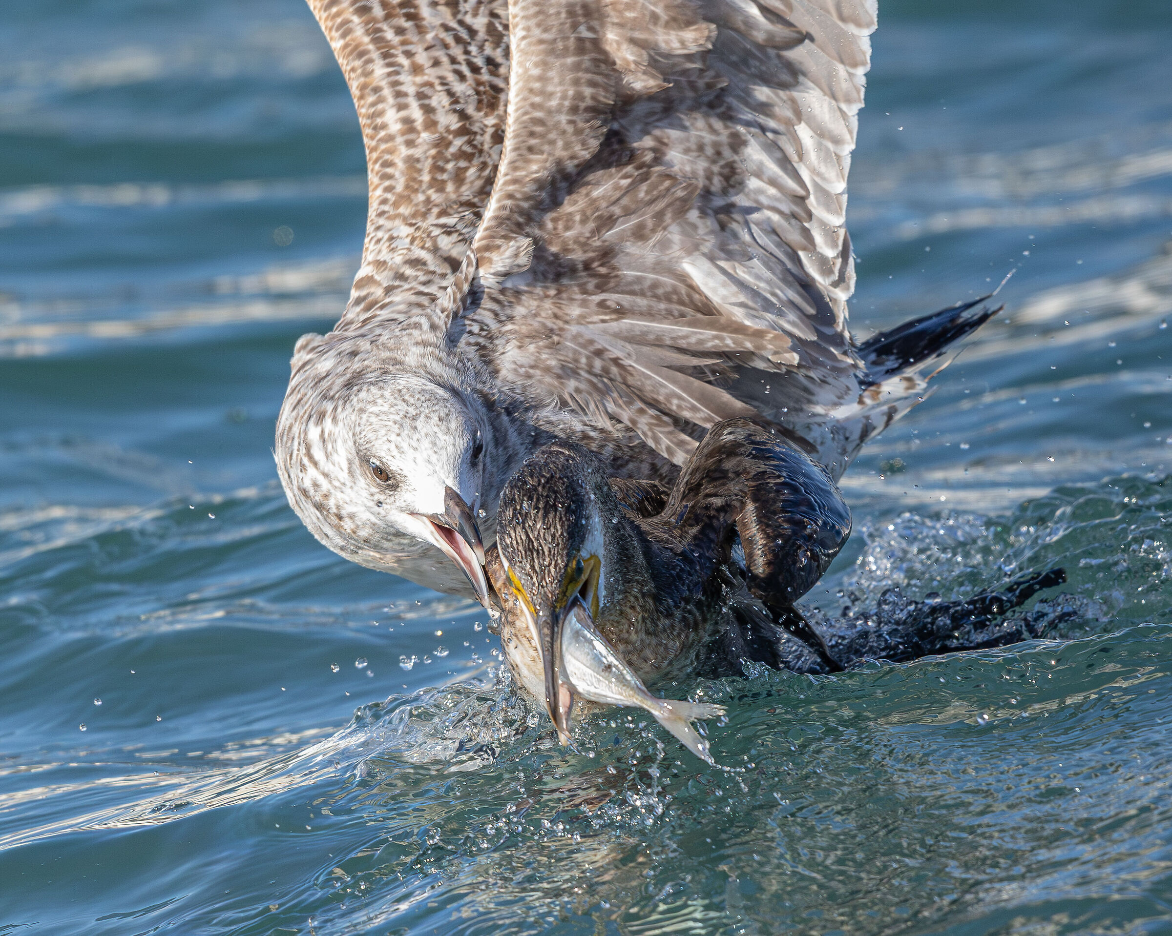 Seagull vs cormorant