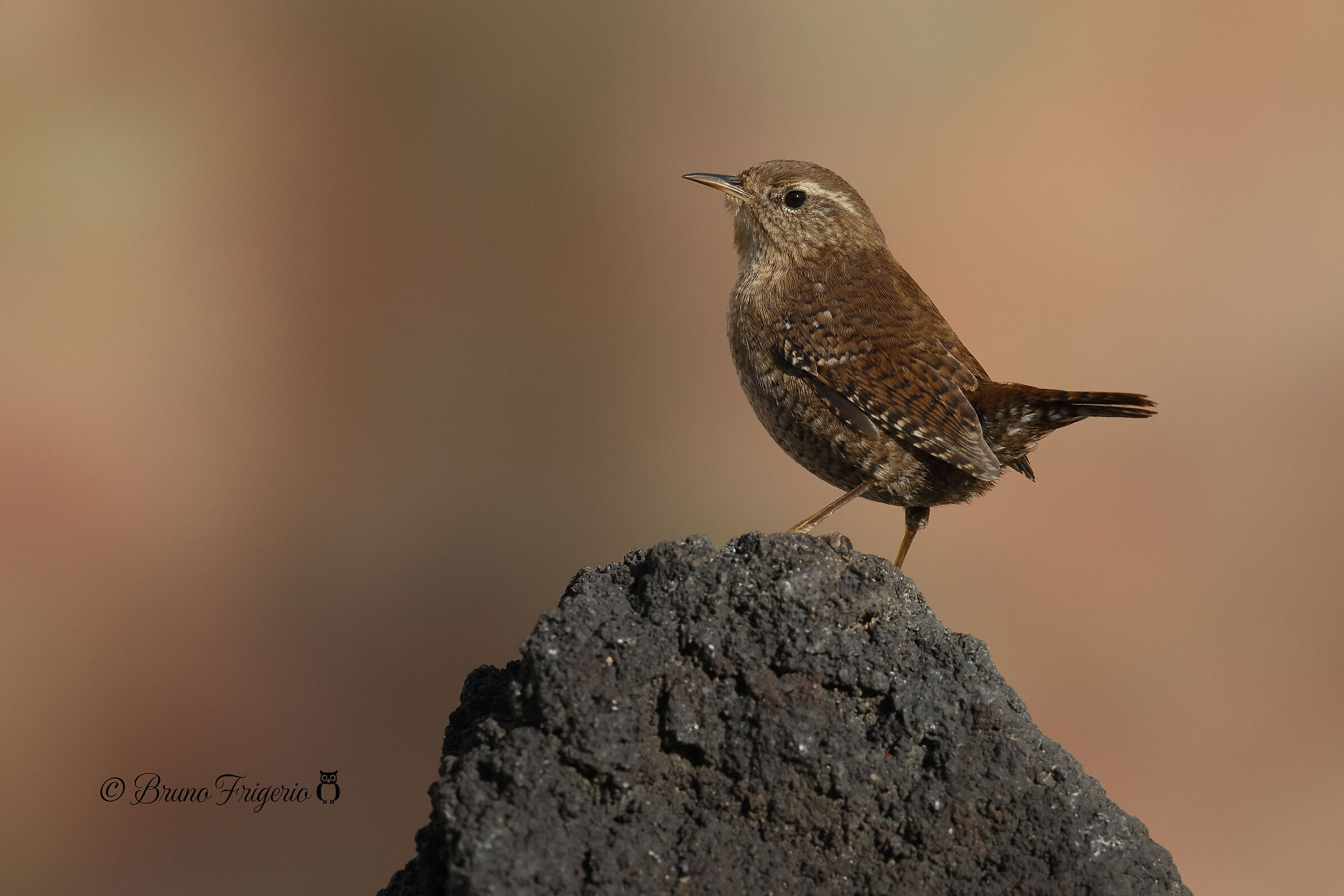 Wren posing
