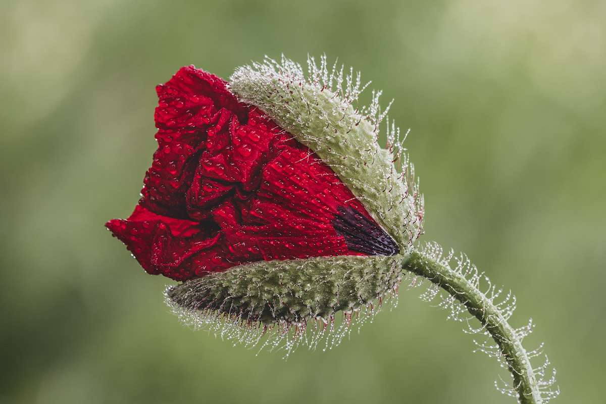 Poppy