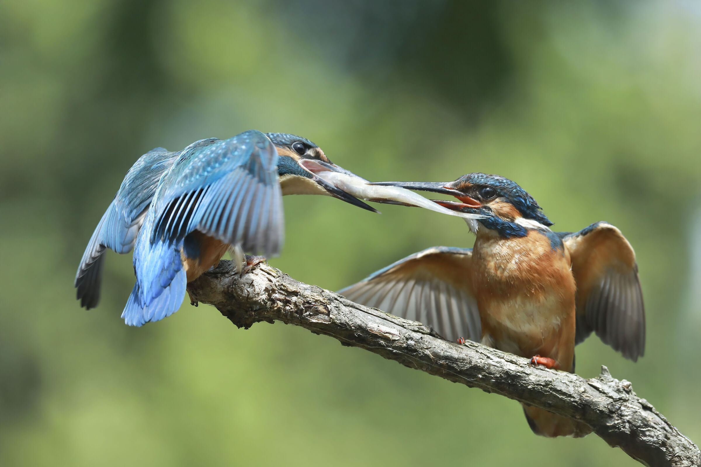 martin pescatore, lo scambio