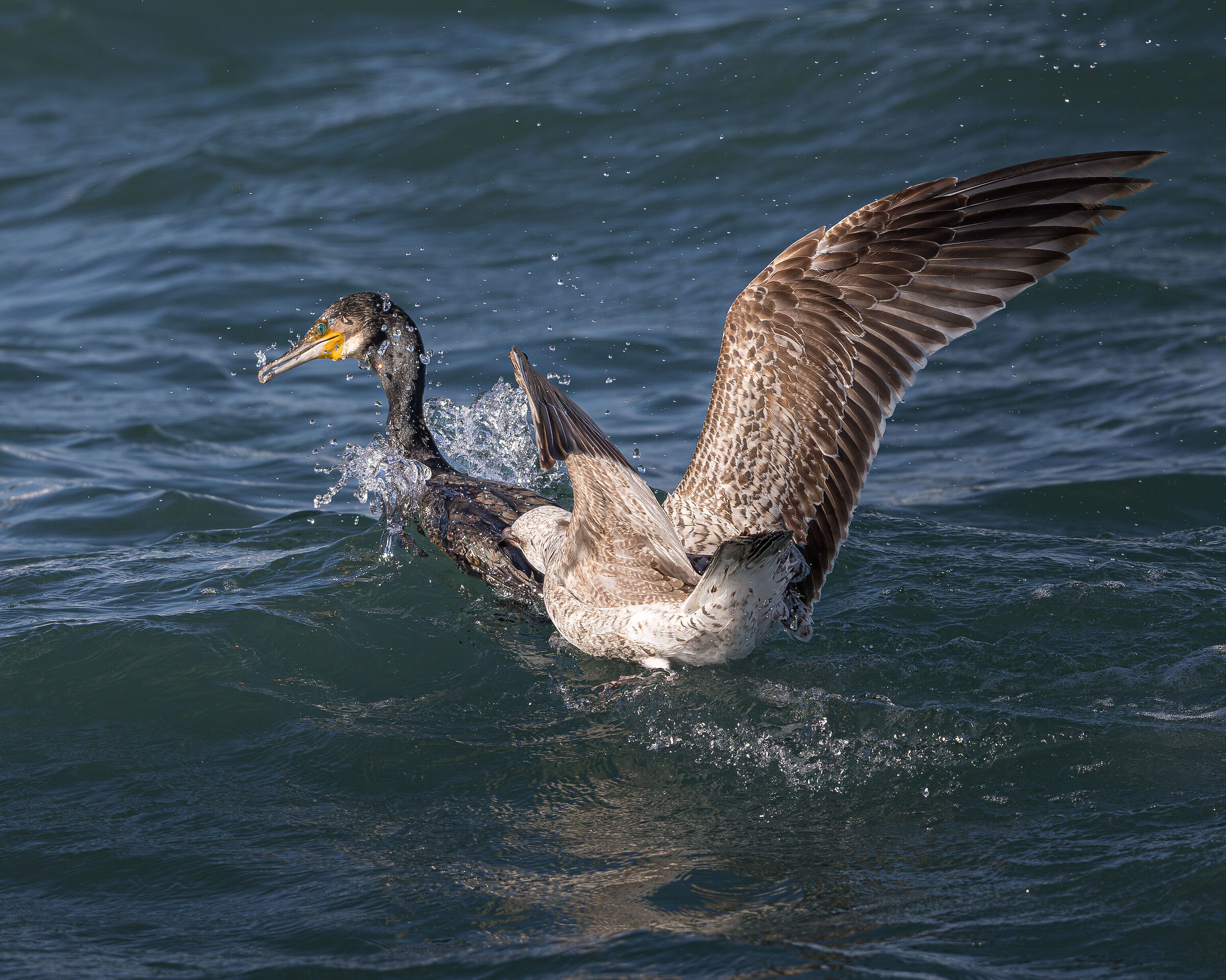 Cormorant vs Seagull