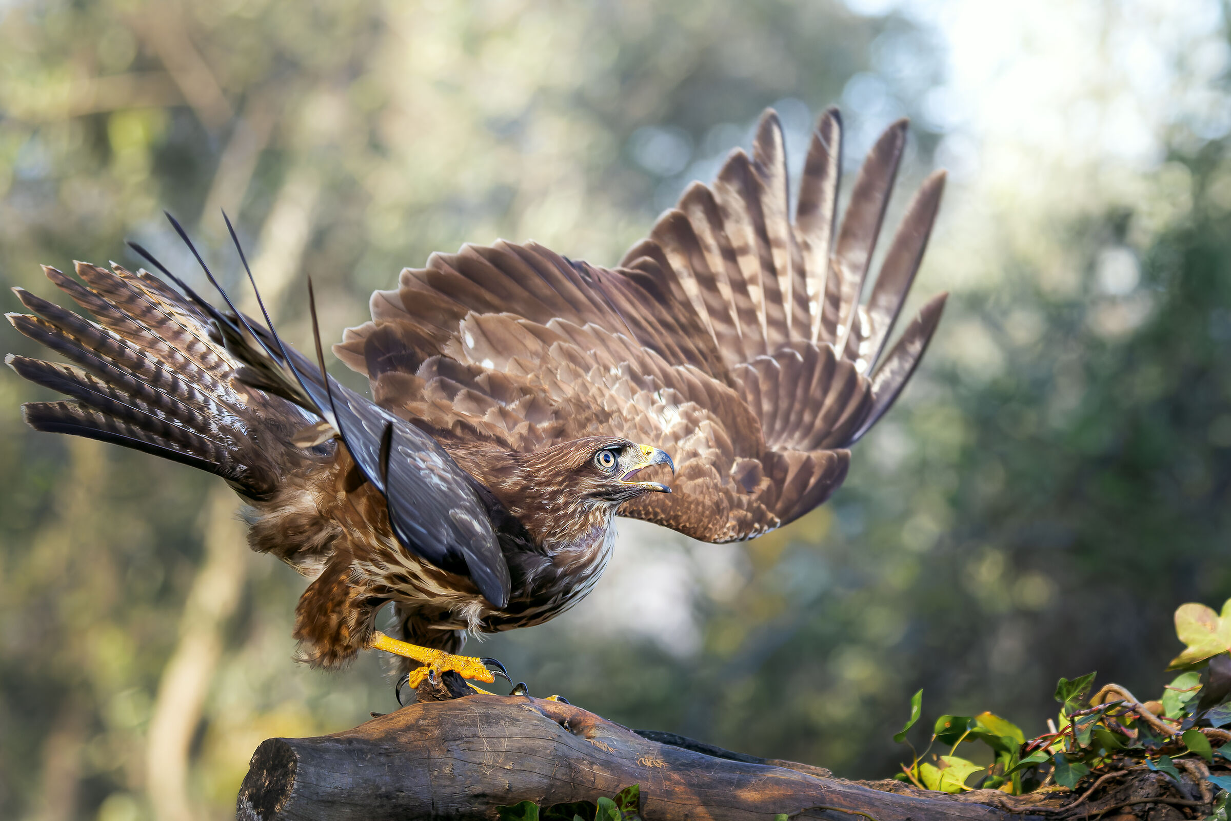 buzzard