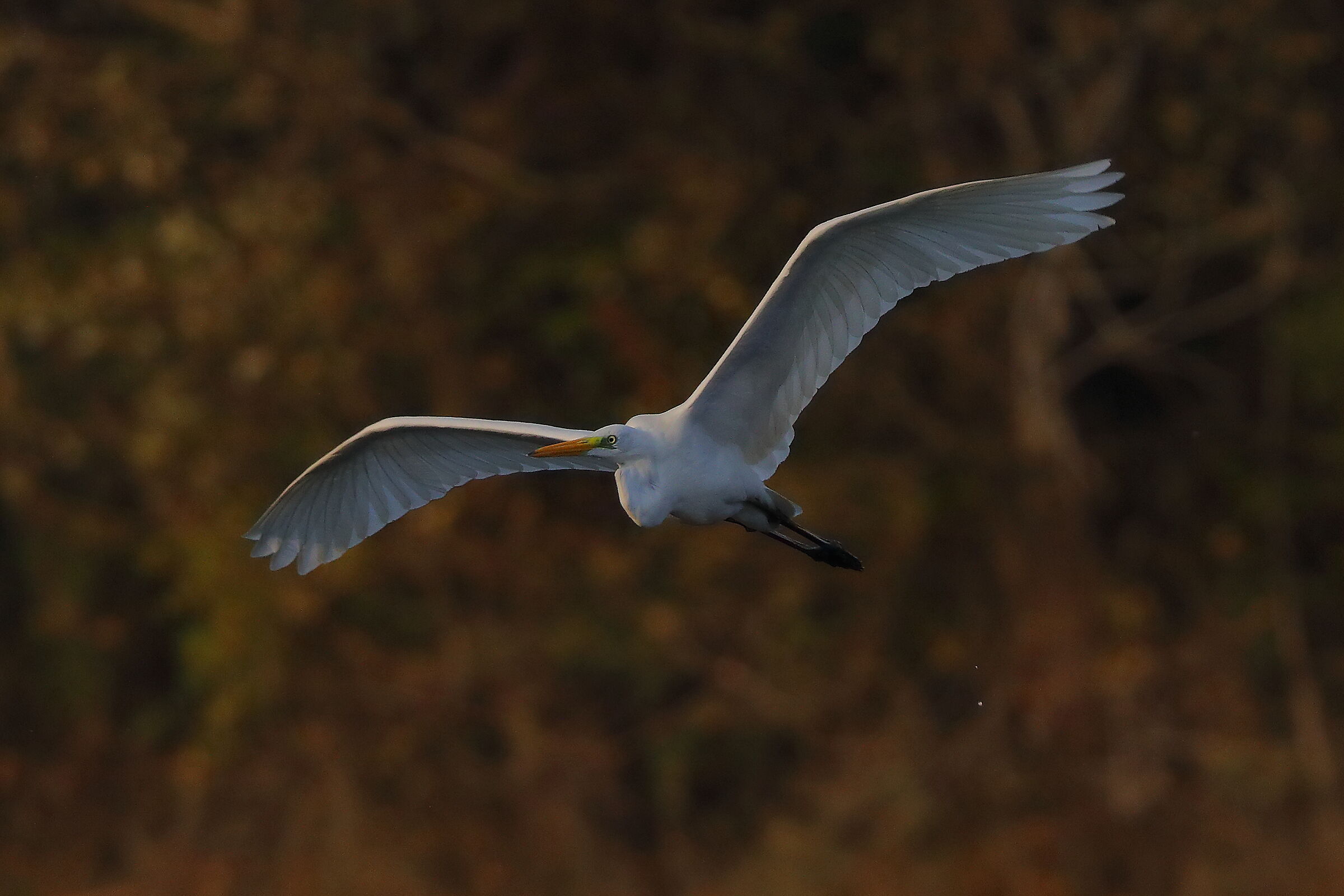 Airone BM 09 novembre 2024 - 0215