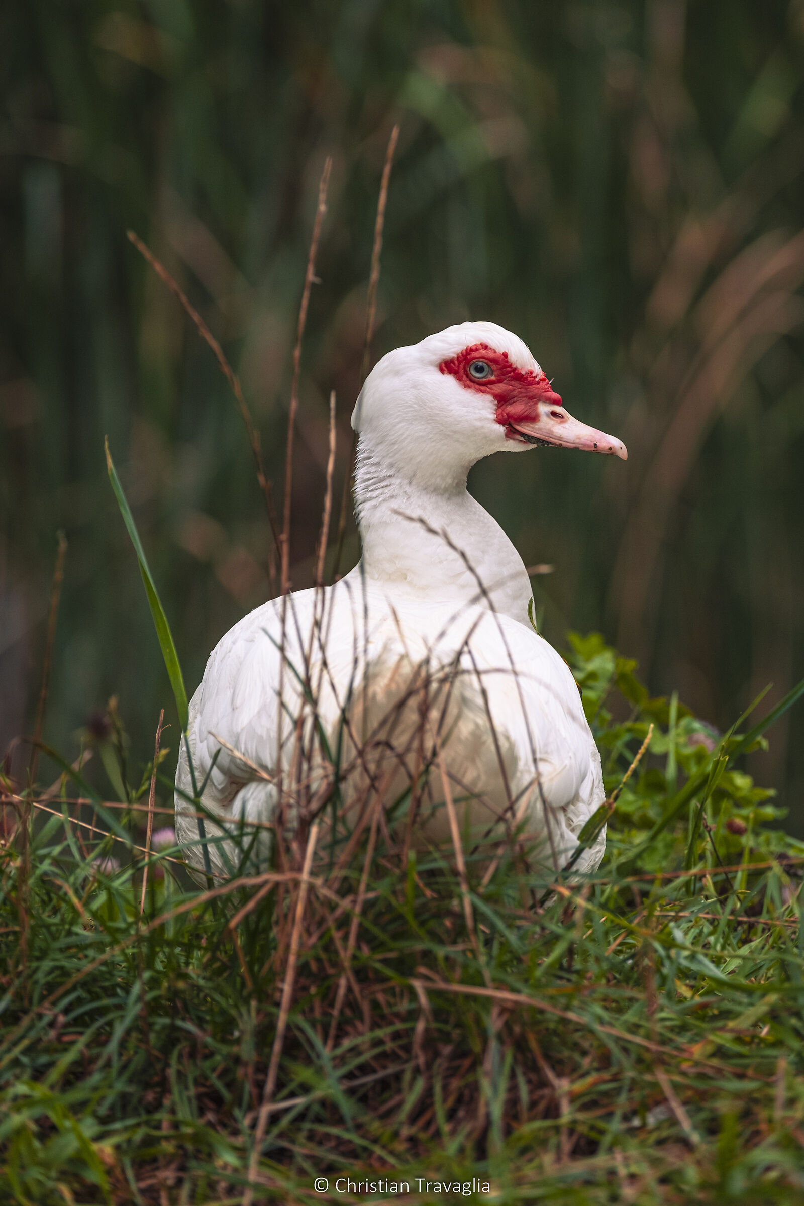Belpark Spormaggiore 2024