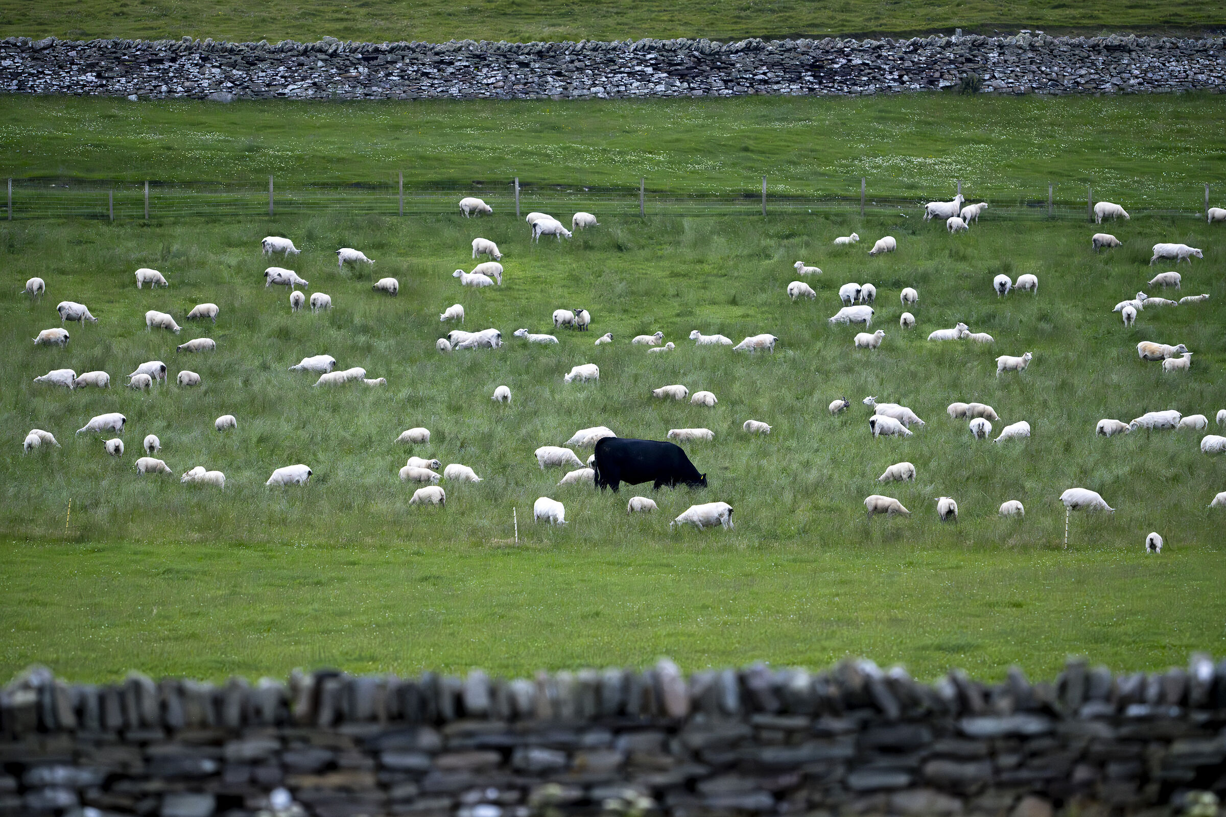 The black sheep was at the pub.
