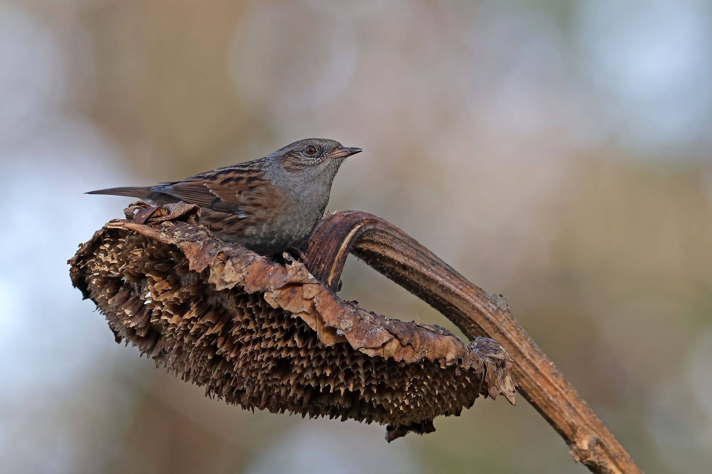 passera scopaiola