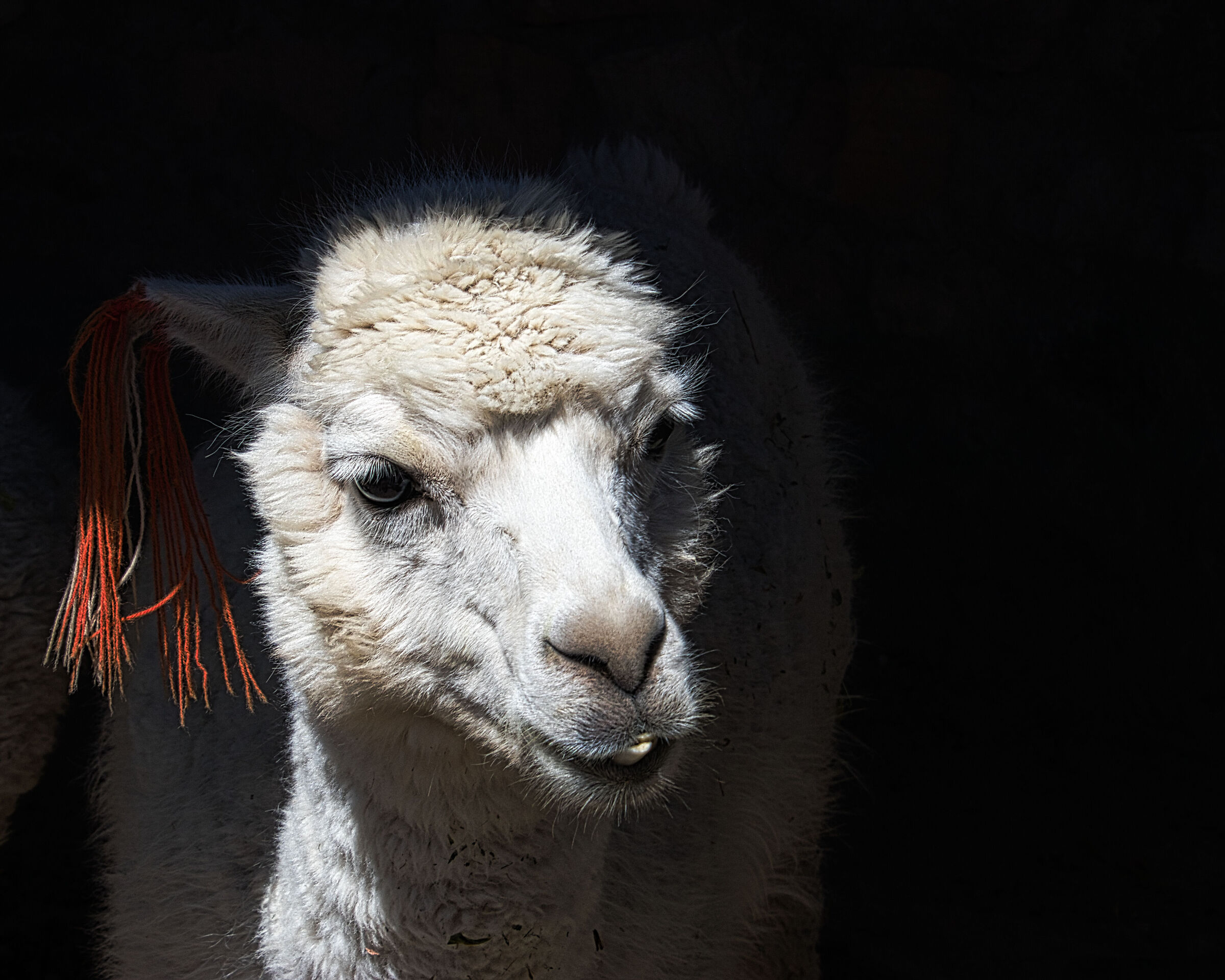 Alpacas from Peru