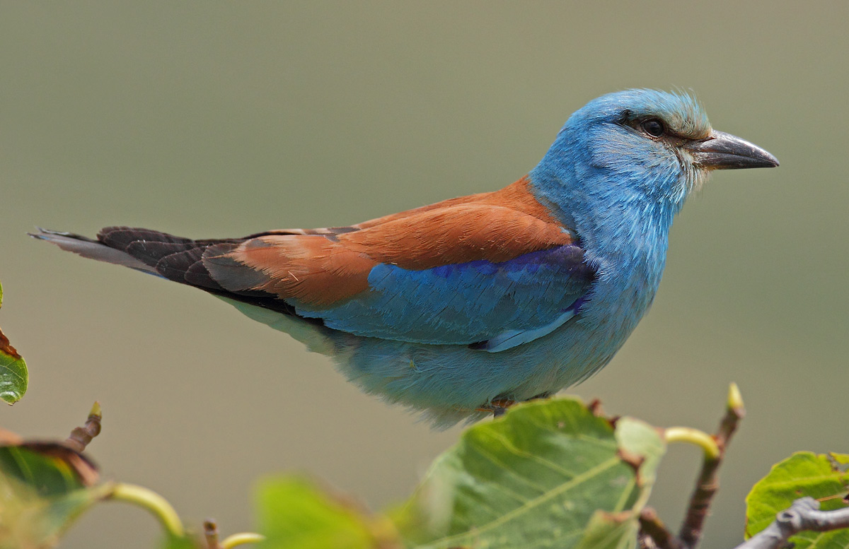 European Roller