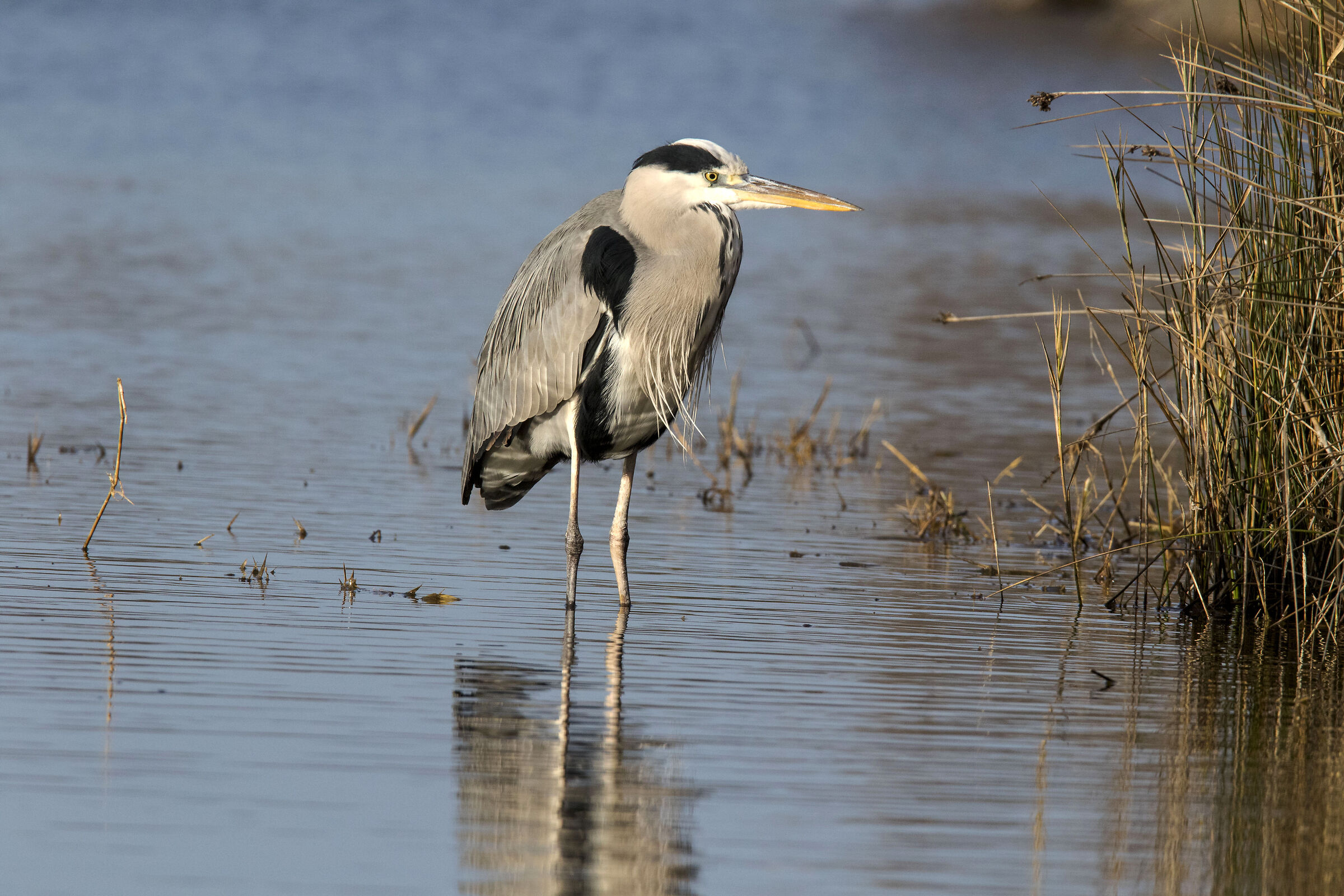 Grey heron
