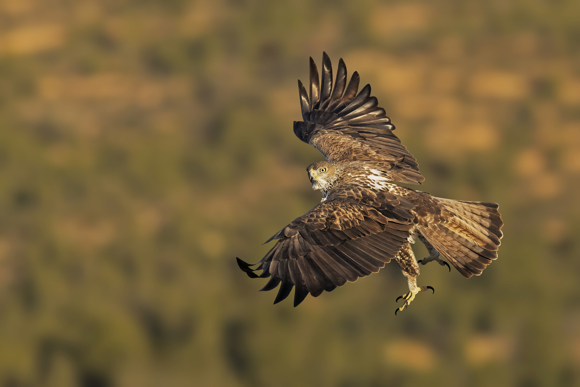 Aquila di Bonelli (Aquila fasciata)