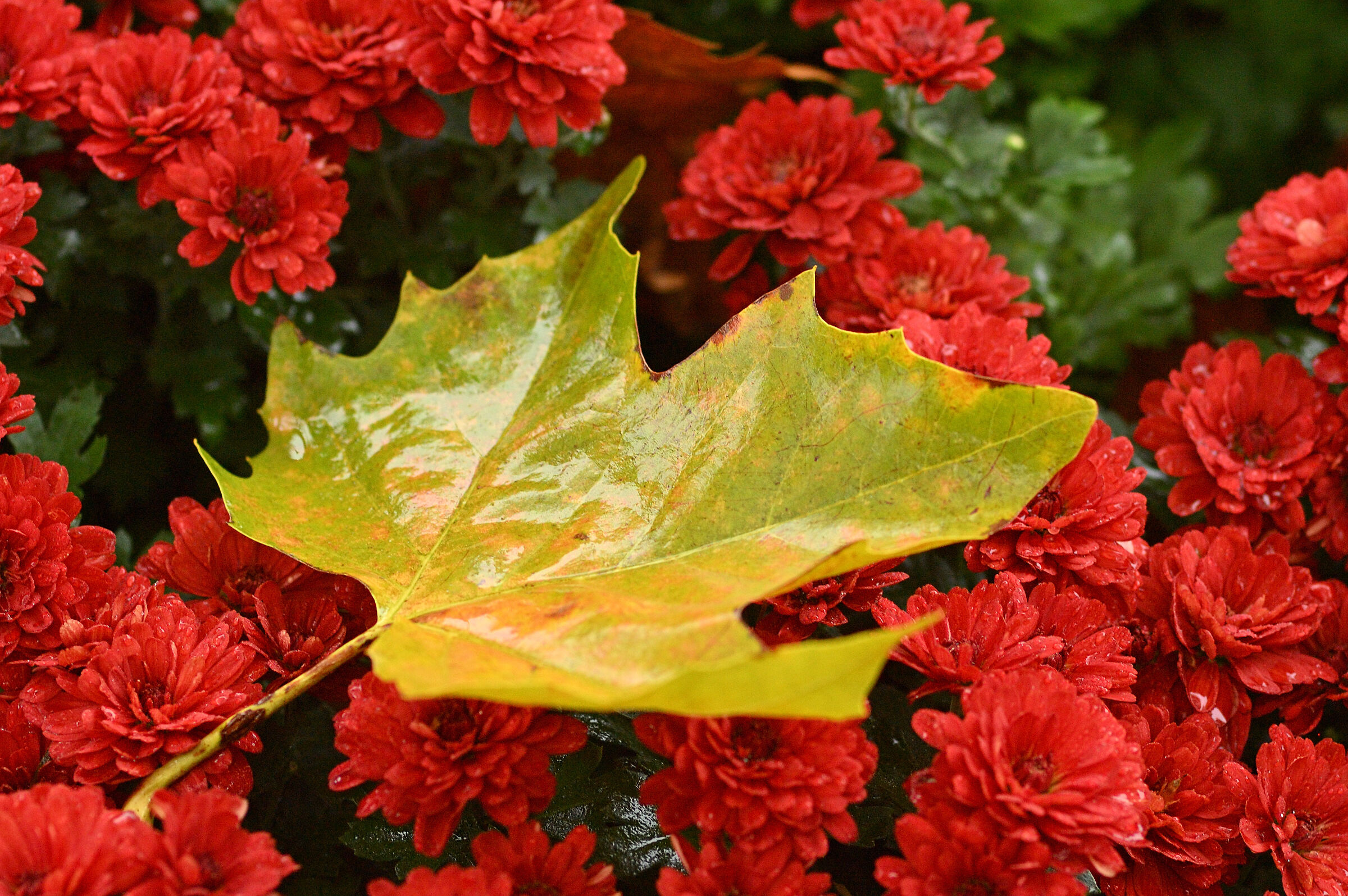 Maple Leaf in automnal Drizzle