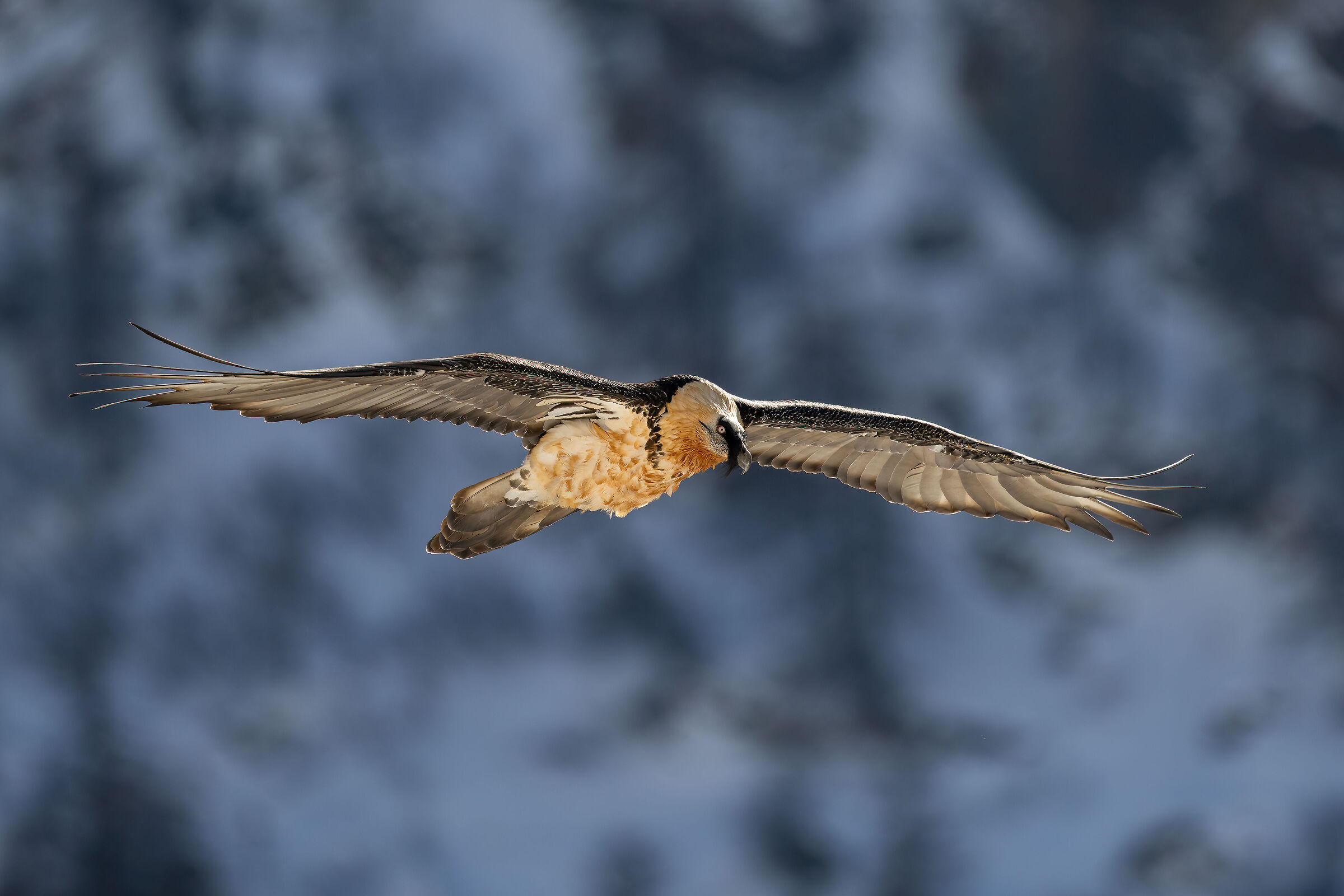 Gypaetus barbatus - Gran Paradiso National Park
