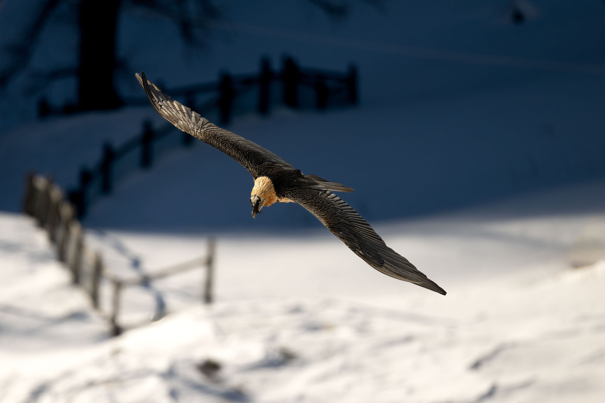 Gypaetus barbatus - Gran Paradiso National Park