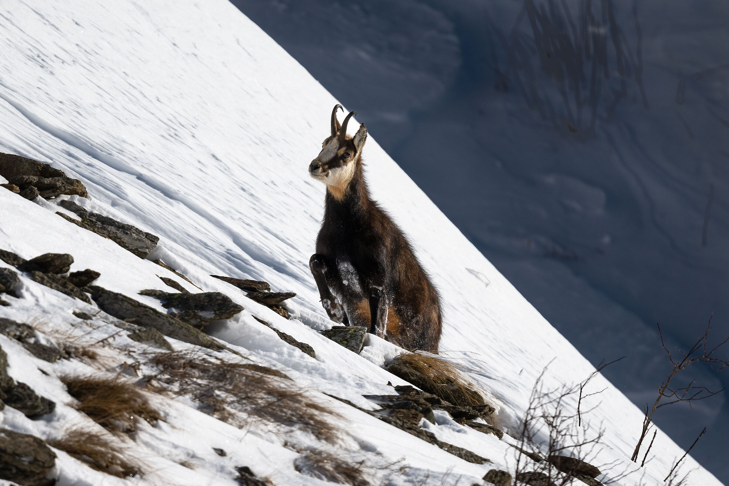 Chamois - Gran Paradiso National Park