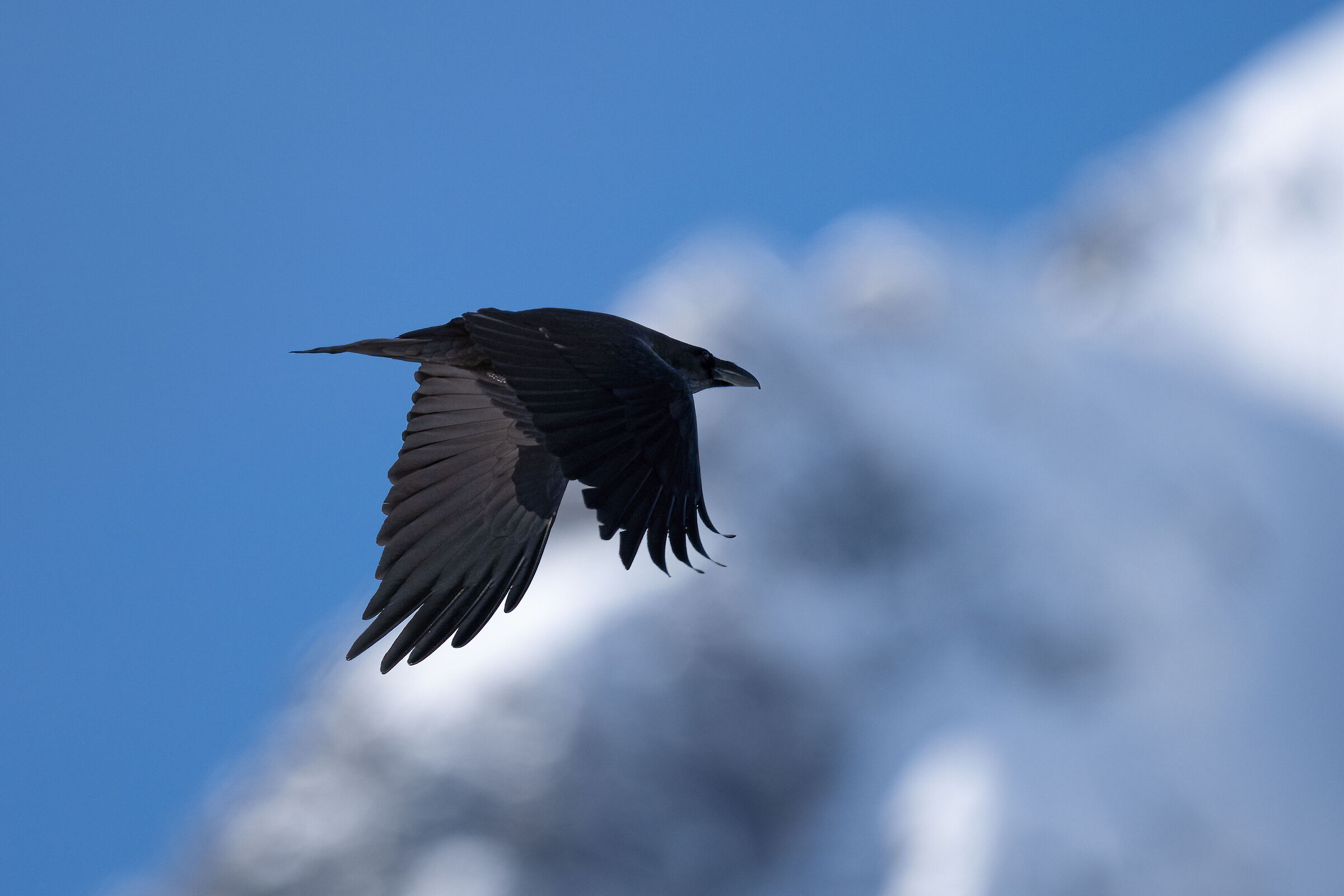 Corvo Imperiale - Gran Paradiso National Park