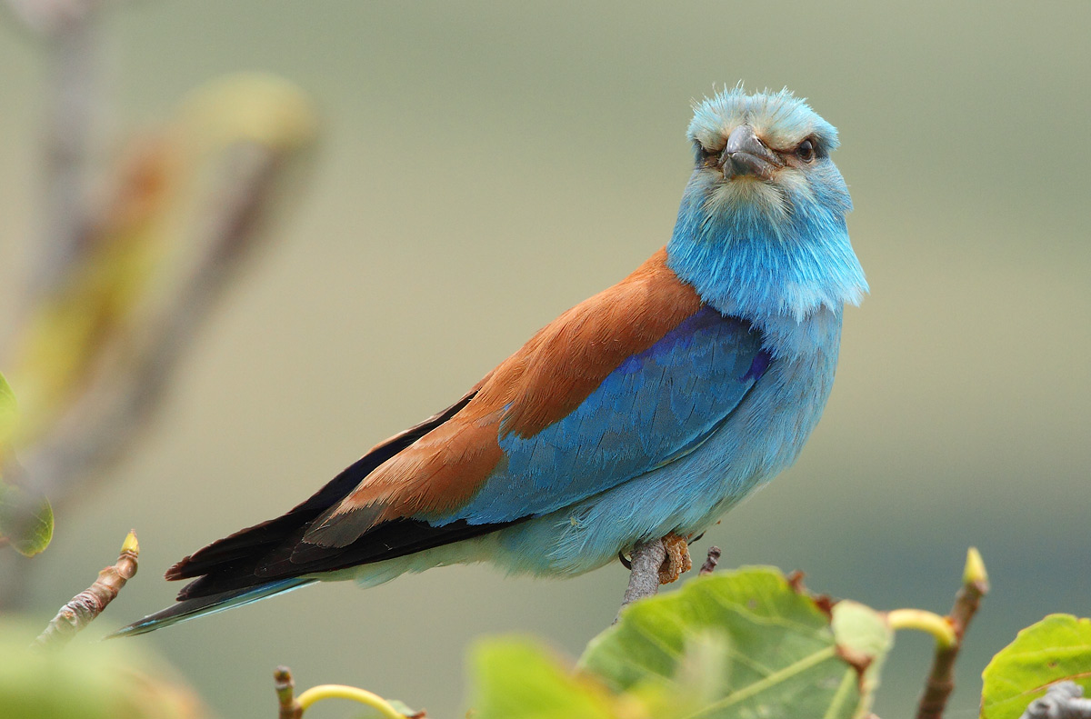 European Roller