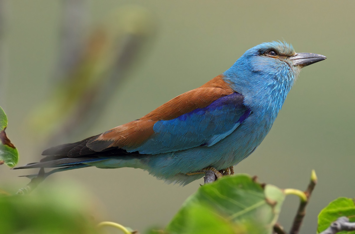 European Roller