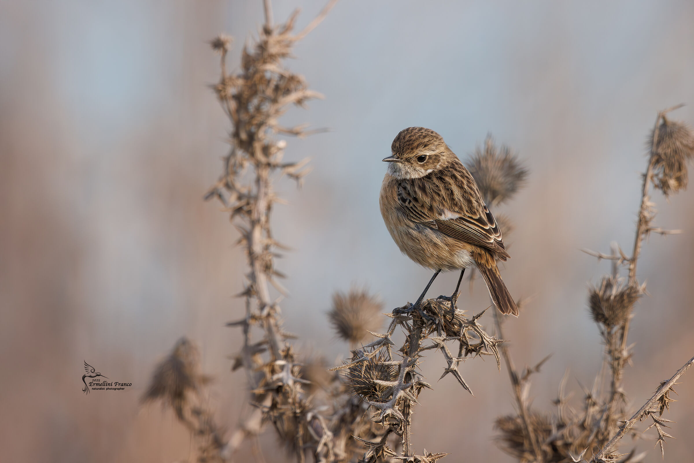 Male Stonechatter