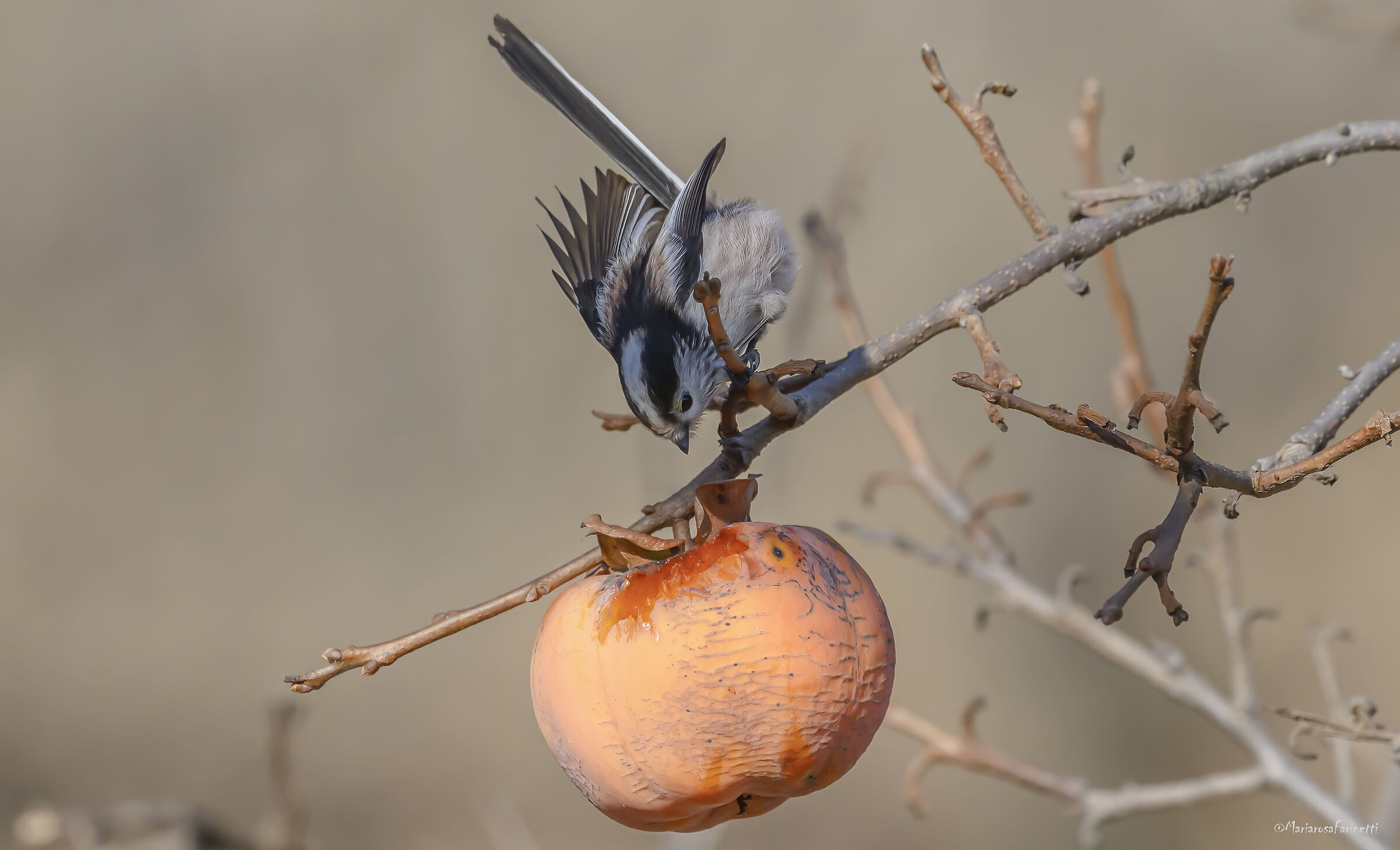 il Codibugnolo e il caco