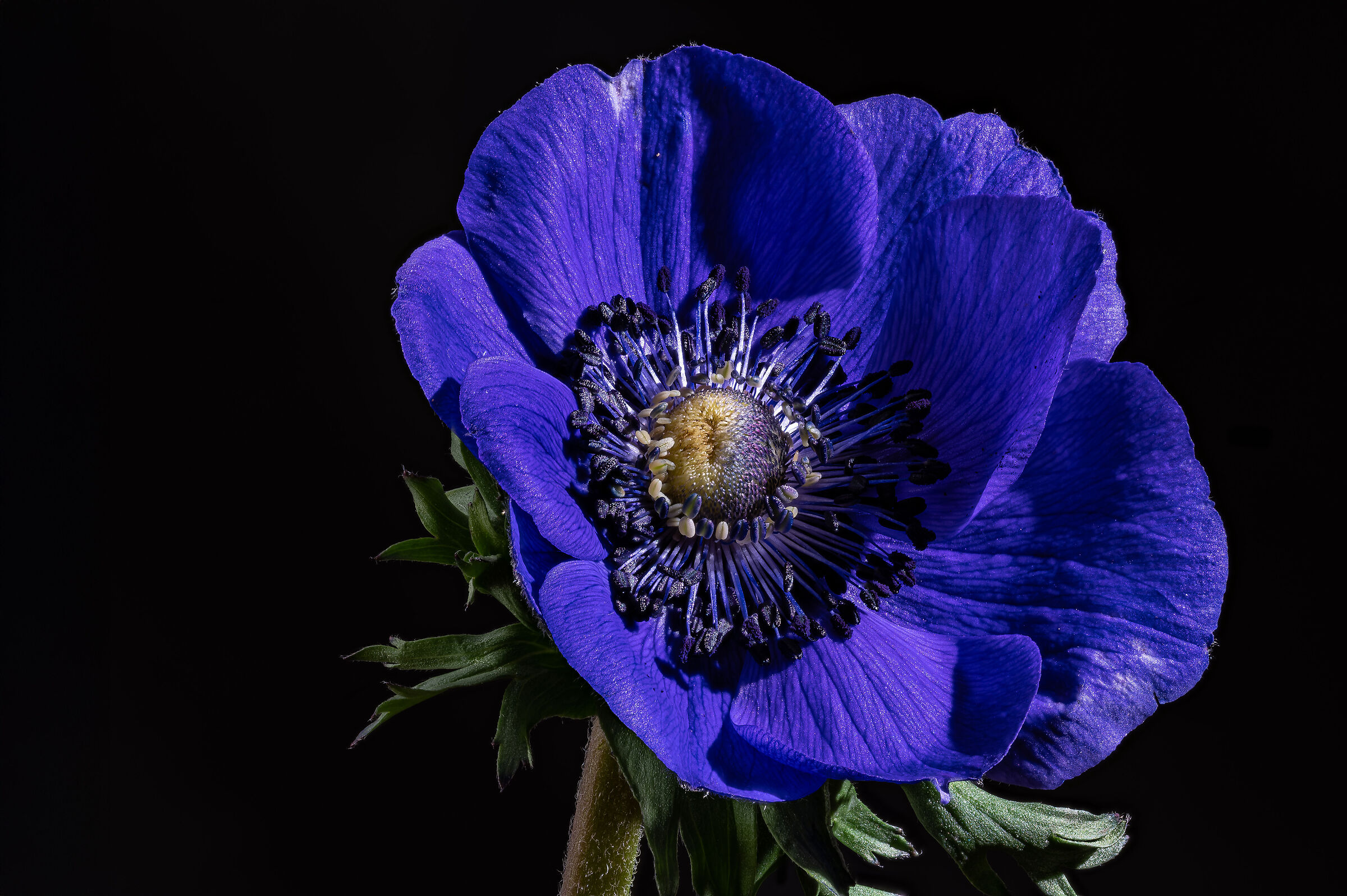 Anemone