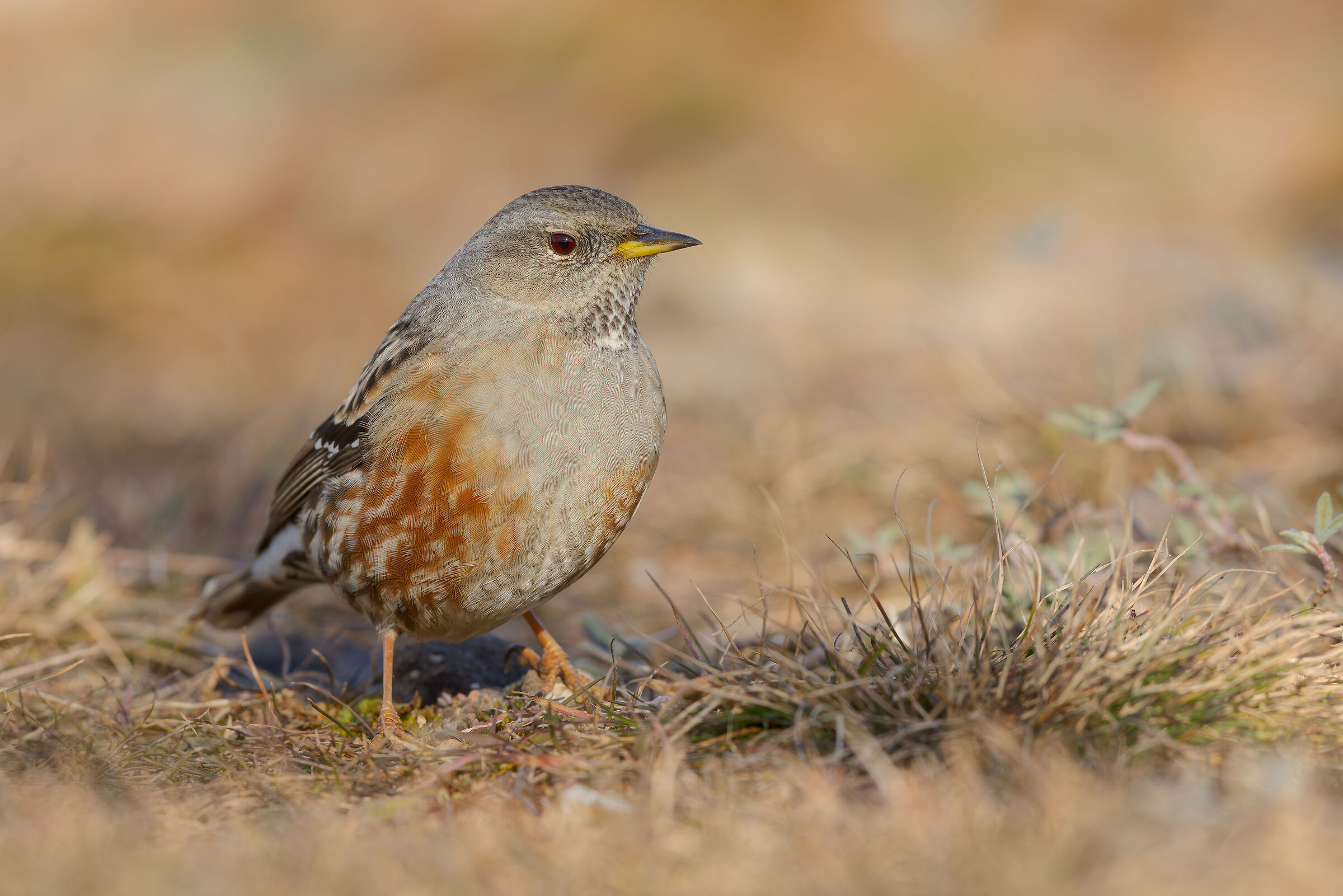 Alpine accentor